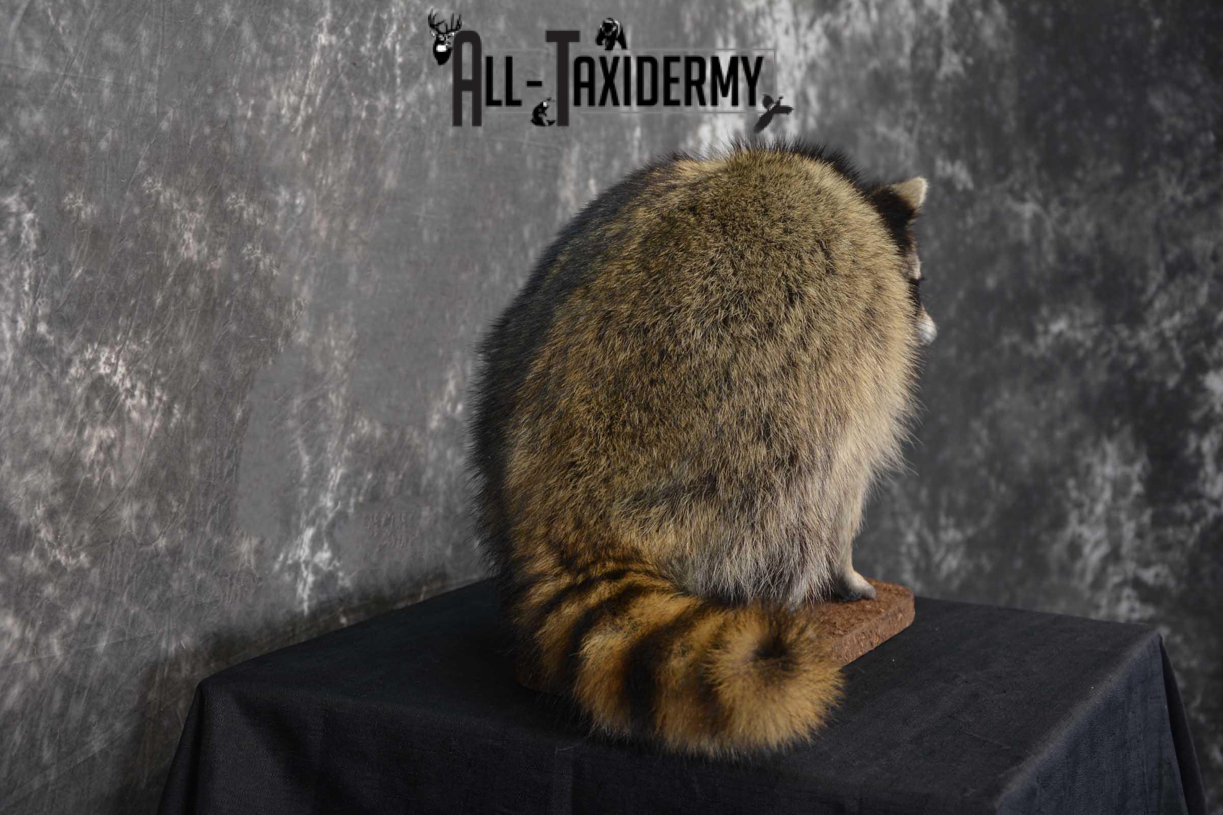Raccoon Full Body Taxidermy Mount SKU 1595 - Image 5