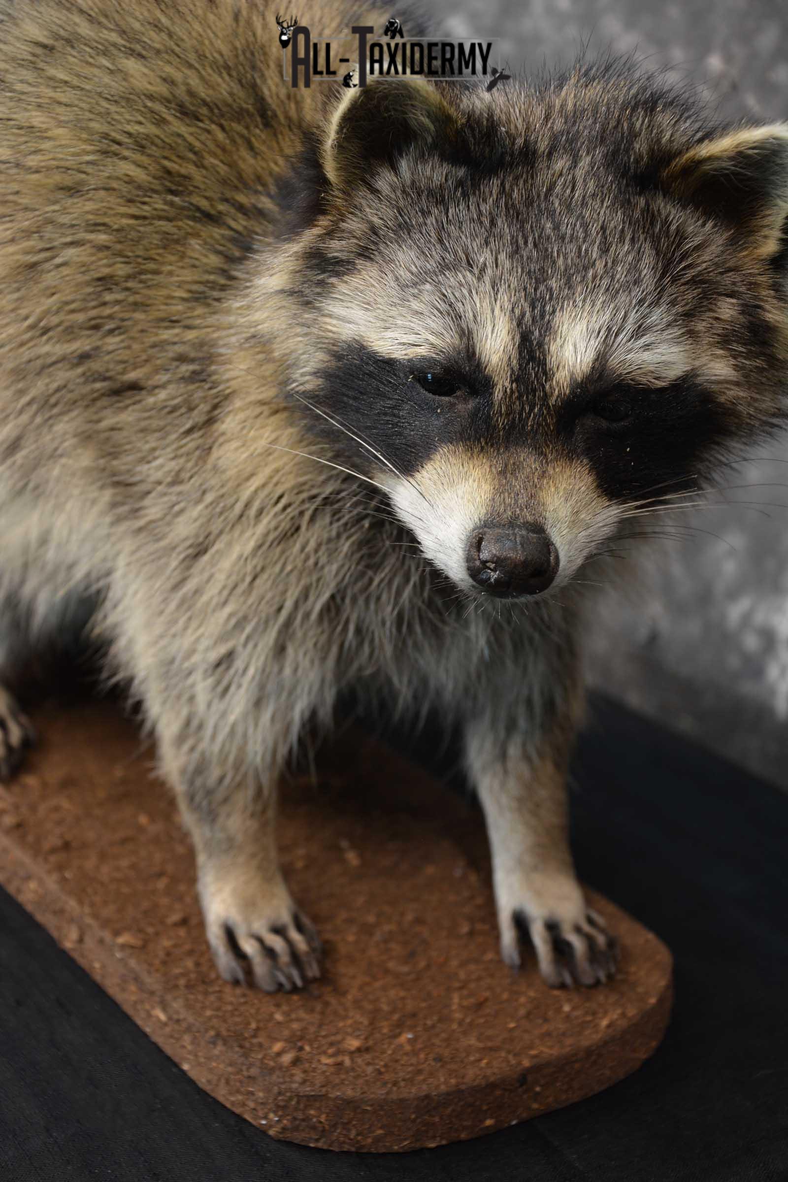 Raccoon Full Body Taxidermy Mount SKU 1595 - Image 4