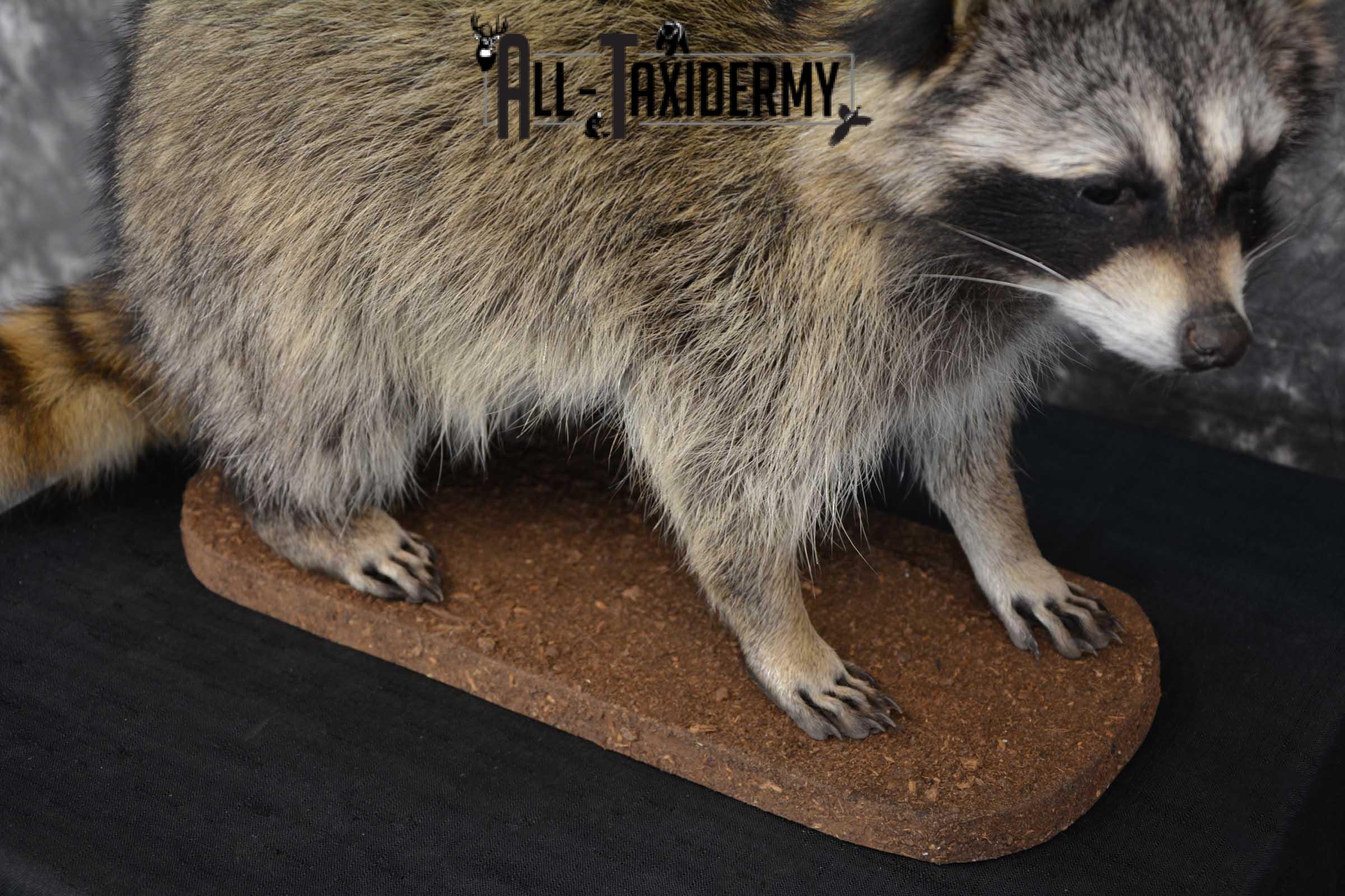 Raccoon Full Body Taxidermy Mount SKU 1595 - Image 2