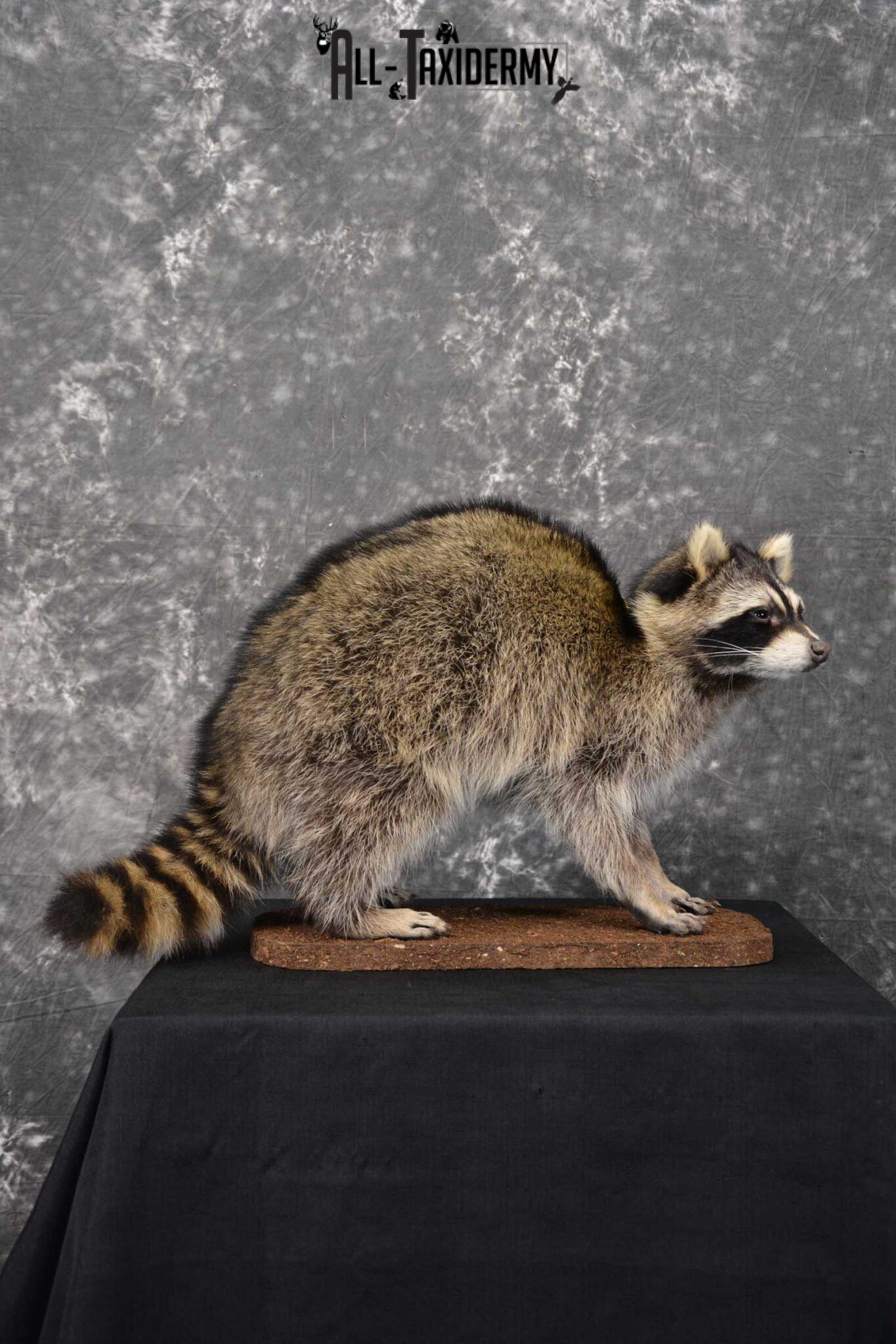 Raccoon Full Body Taxidermy Mount SKU 1596 All Taxidermy