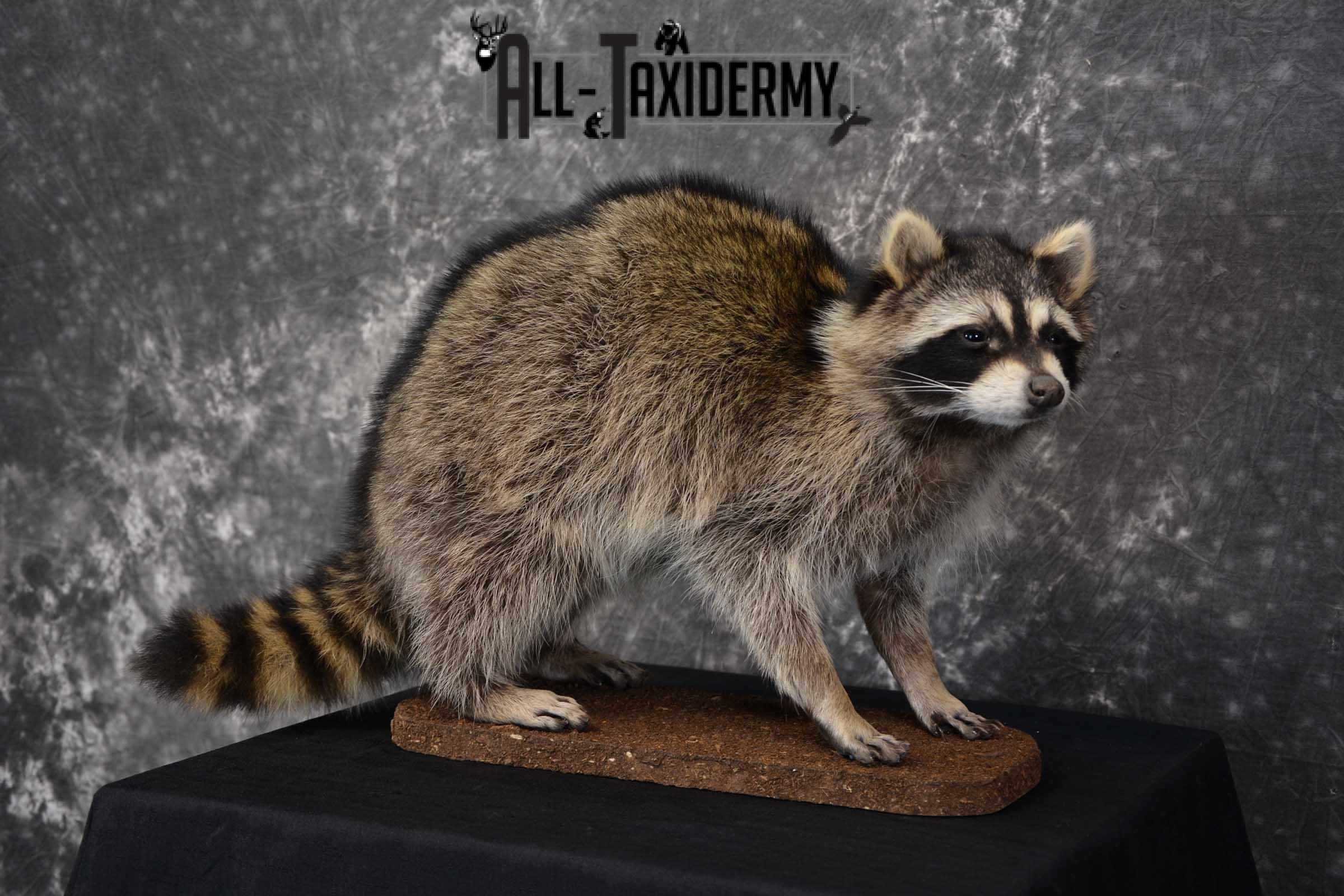 Raccoon Full Body Taxidermy Mount SKU 1596 - Image 7