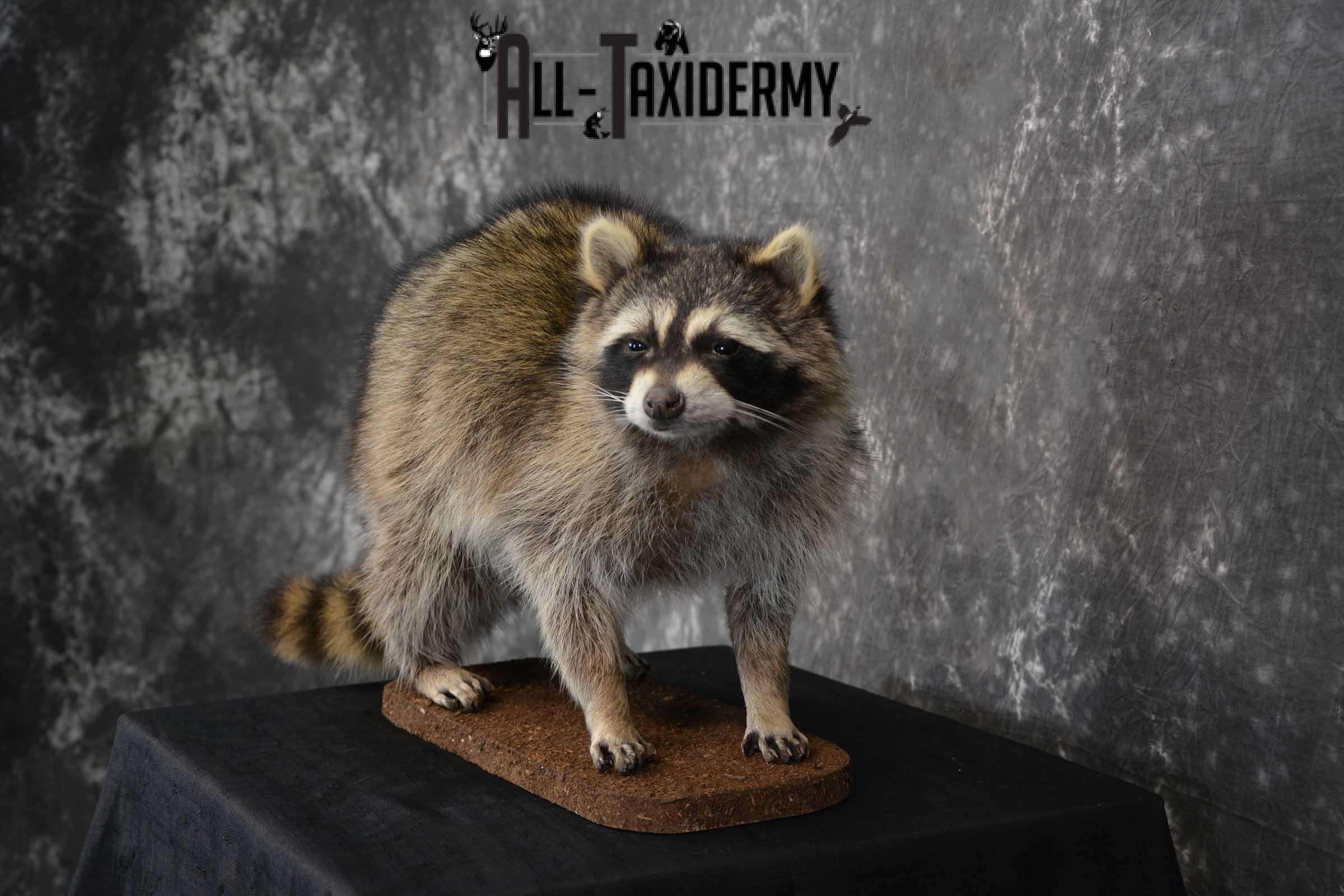 Raccoon Full Body Taxidermy Mount SKU 1596 - Image 6
