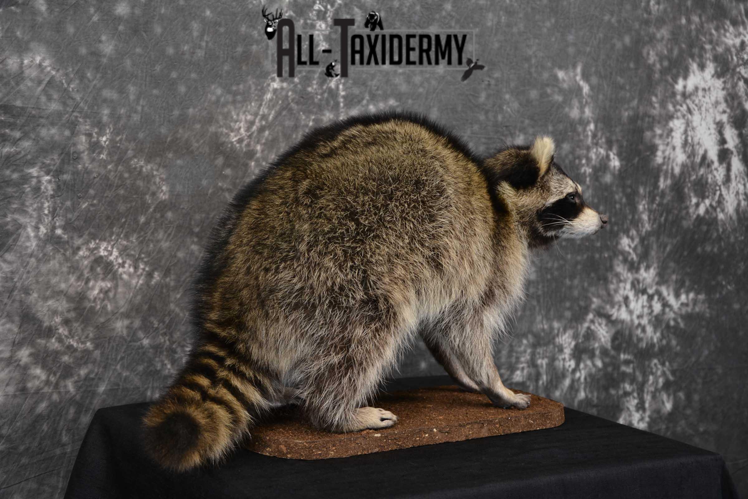 Raccoon Full Body Taxidermy Mount SKU 1596 - Image 5