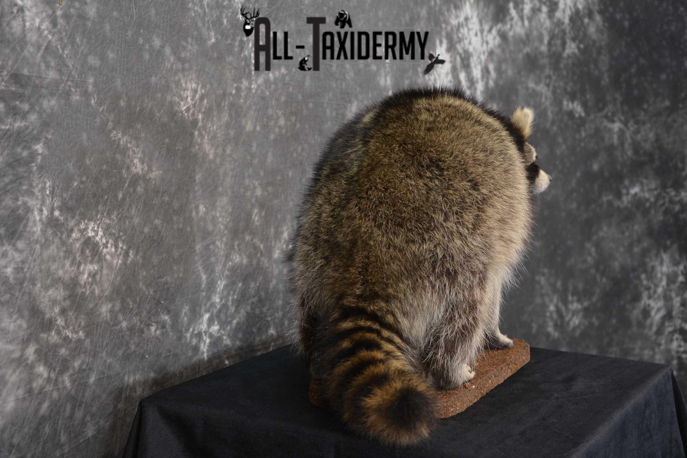 Raccoon Full Body Taxidermy Mount SKU 1596 - Image 4