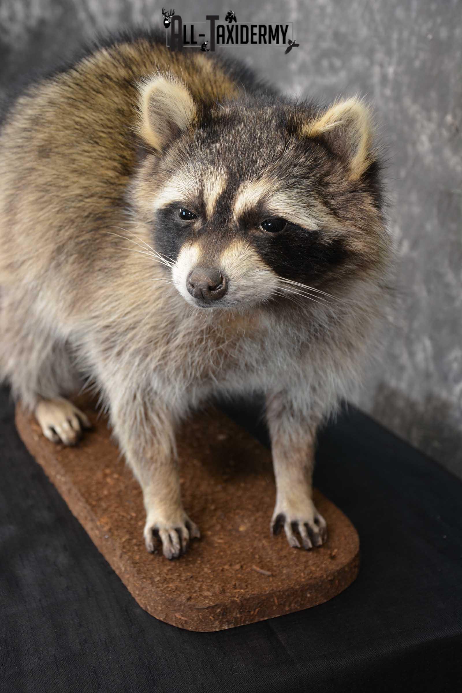 Raccoon Full Body Taxidermy Mount SKU 1596 All Taxidermy