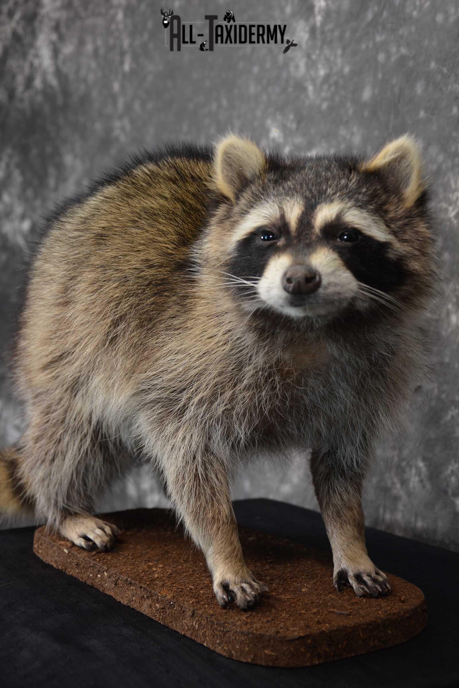 Raccoon Full Body Taxidermy Mount SKU 1596 - Image 2