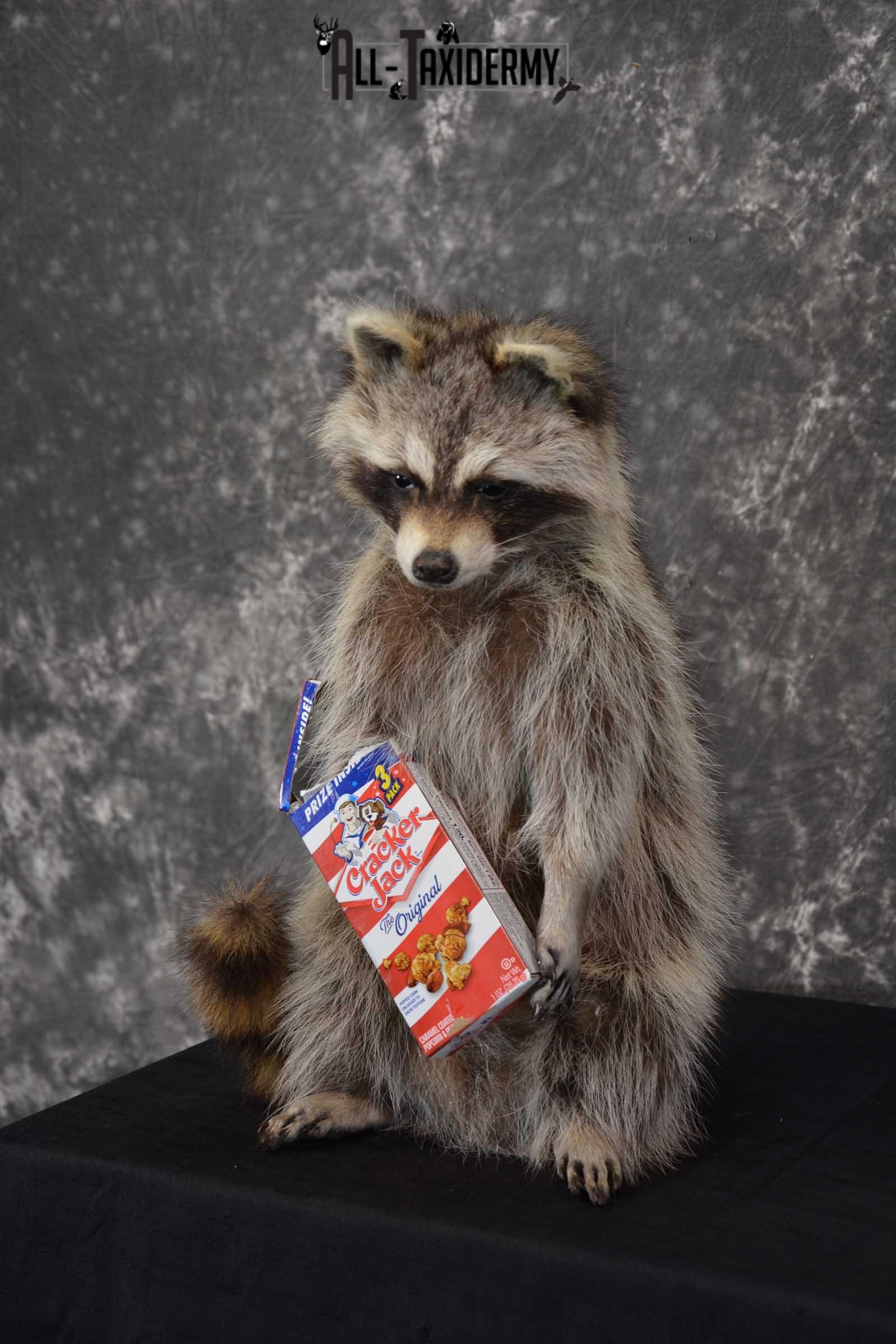 Raccoon Taxidermy Mount Holding Cracker Jack box SKU 1558 - Image 4