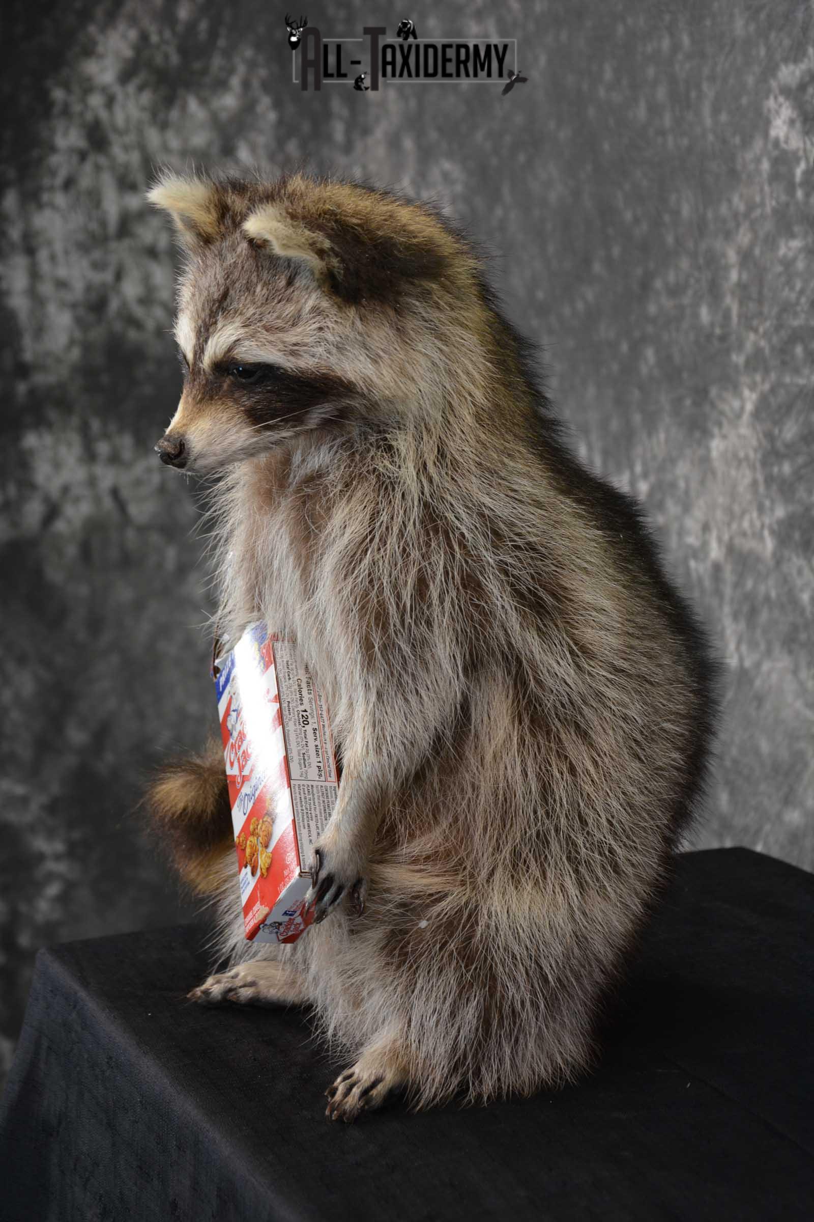 Raccoon Taxidermy Mount Holding Cracker Jack box SKU 1558 - Image 3
