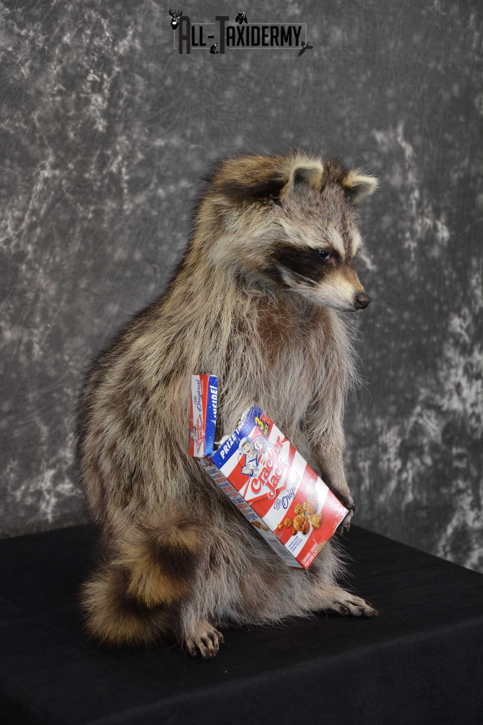 Raccoon Taxidermy Mount Holding Cracker Jack box SKU 1558 - Image 2