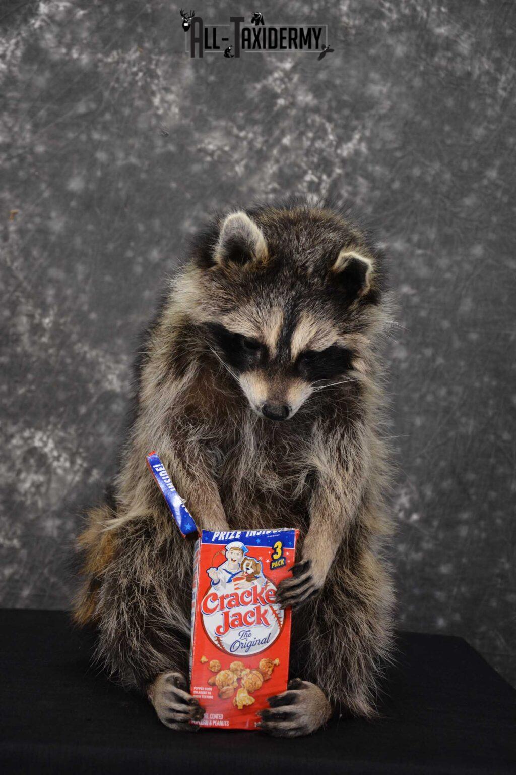 Raccoon Taxidermy Mount holding Cracker Jack box SKU 1561 All Taxidermy