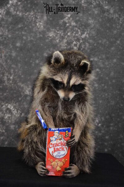 Raccoon Taxidermy Mount holding Cracker Jack box SKU 1561