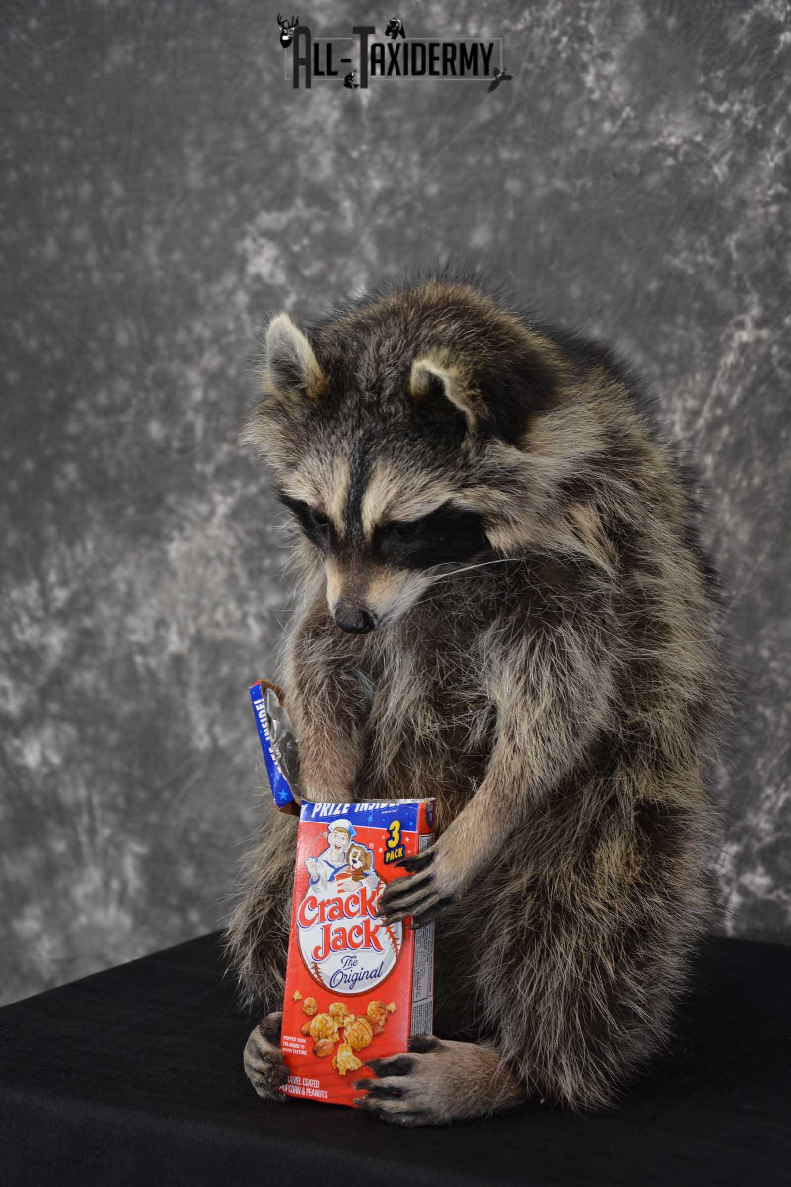 Raccoon Taxidermy Mount holding Cracker Jack box SKU 1561 - Image 5