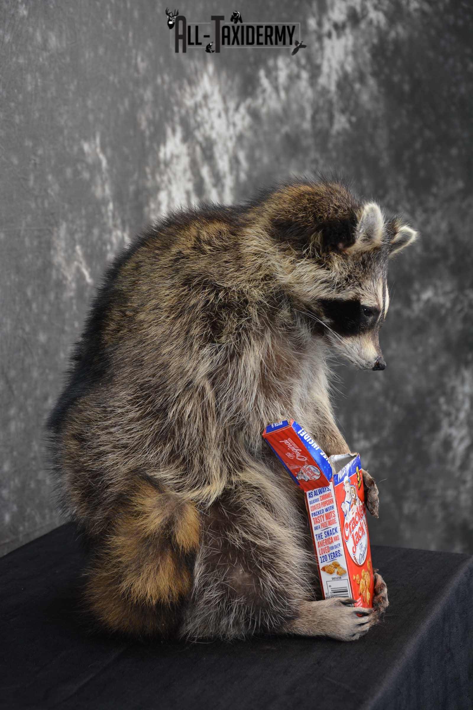 Raccoon Taxidermy Mount holding Cracker Jack box SKU 1561 - Image 2