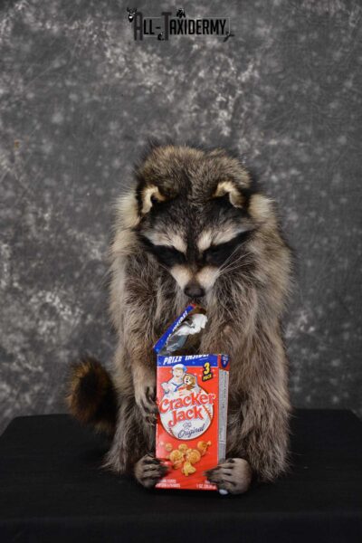 Raccoon Taxidermy Mount Holding Cracker Jack box SKU 1560