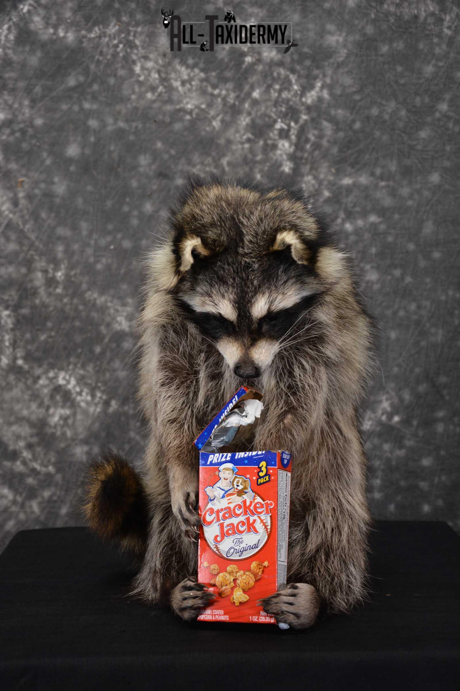 Raccoon Taxidermy Mount Holding Cracker Jack box SKU 1560