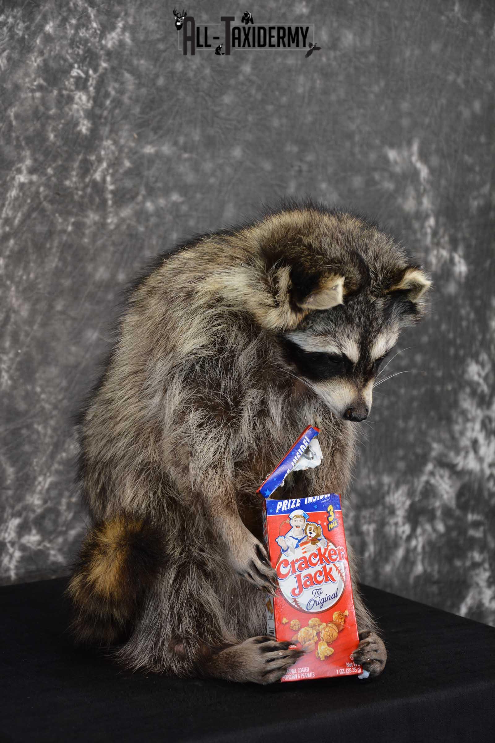 Raccoon Taxidermy Mount Holding Cracker Jack box SKU 1560 - Image 3