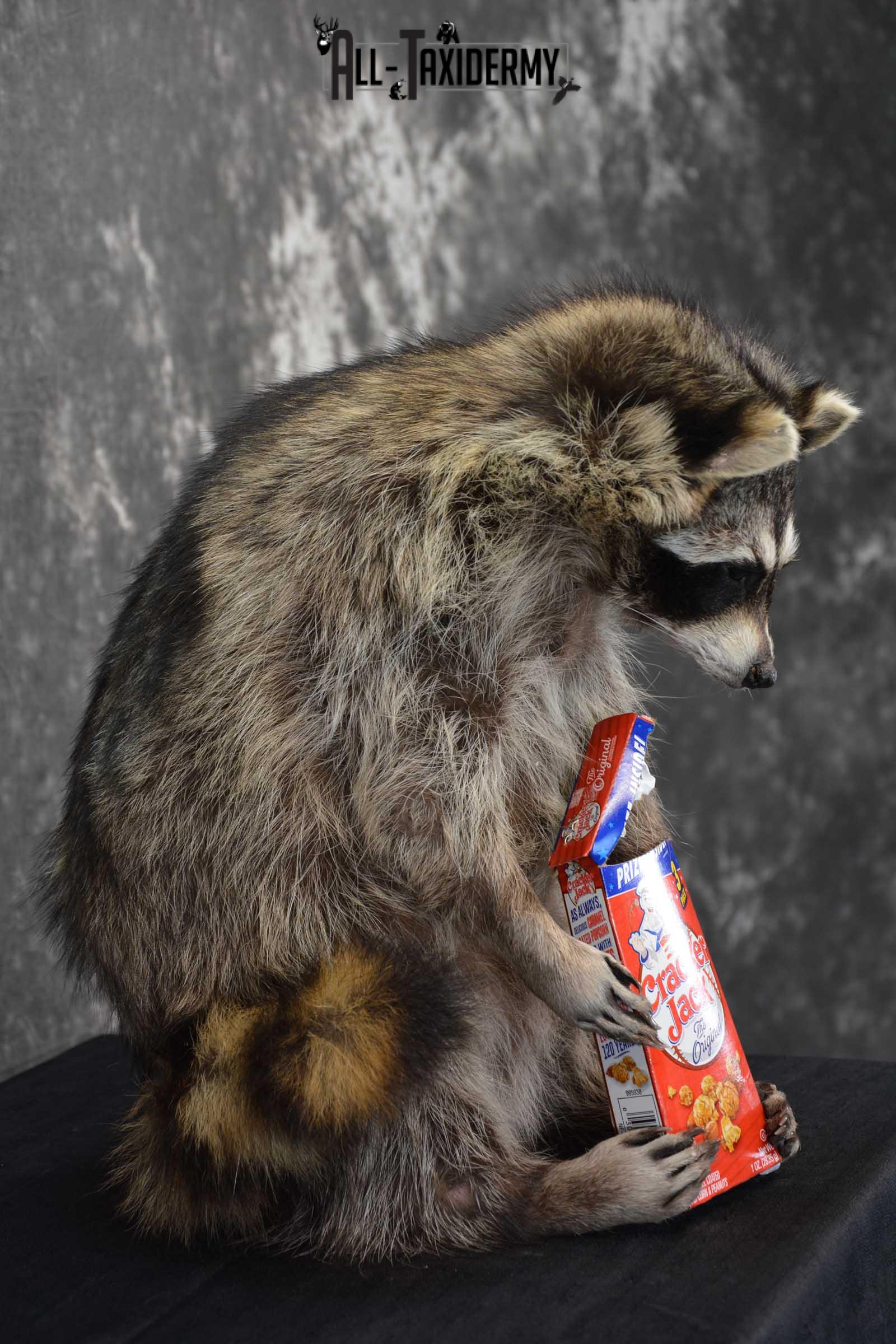 Raccoon Taxidermy Mount Holding Cracker Jack box SKU 1560 - Image 2
