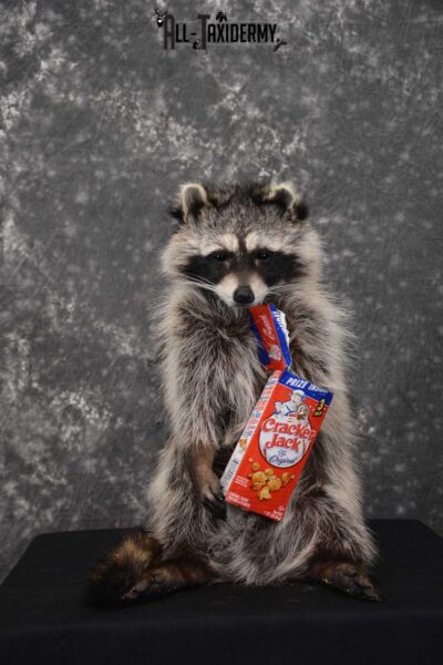 Raccoon Taxidermy Mount holding Cracker Jack box SKU 1559