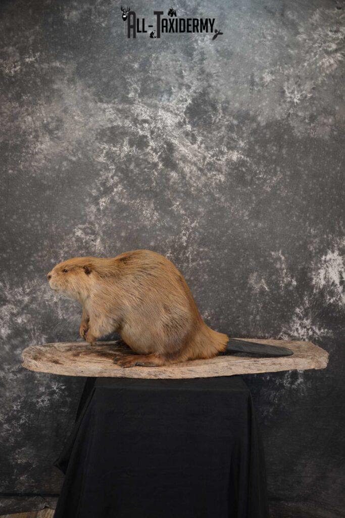 beaver taxidermy mounts