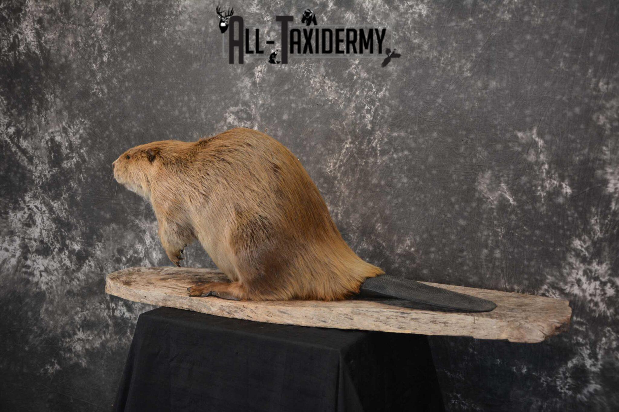 beaver taxidermy mounts