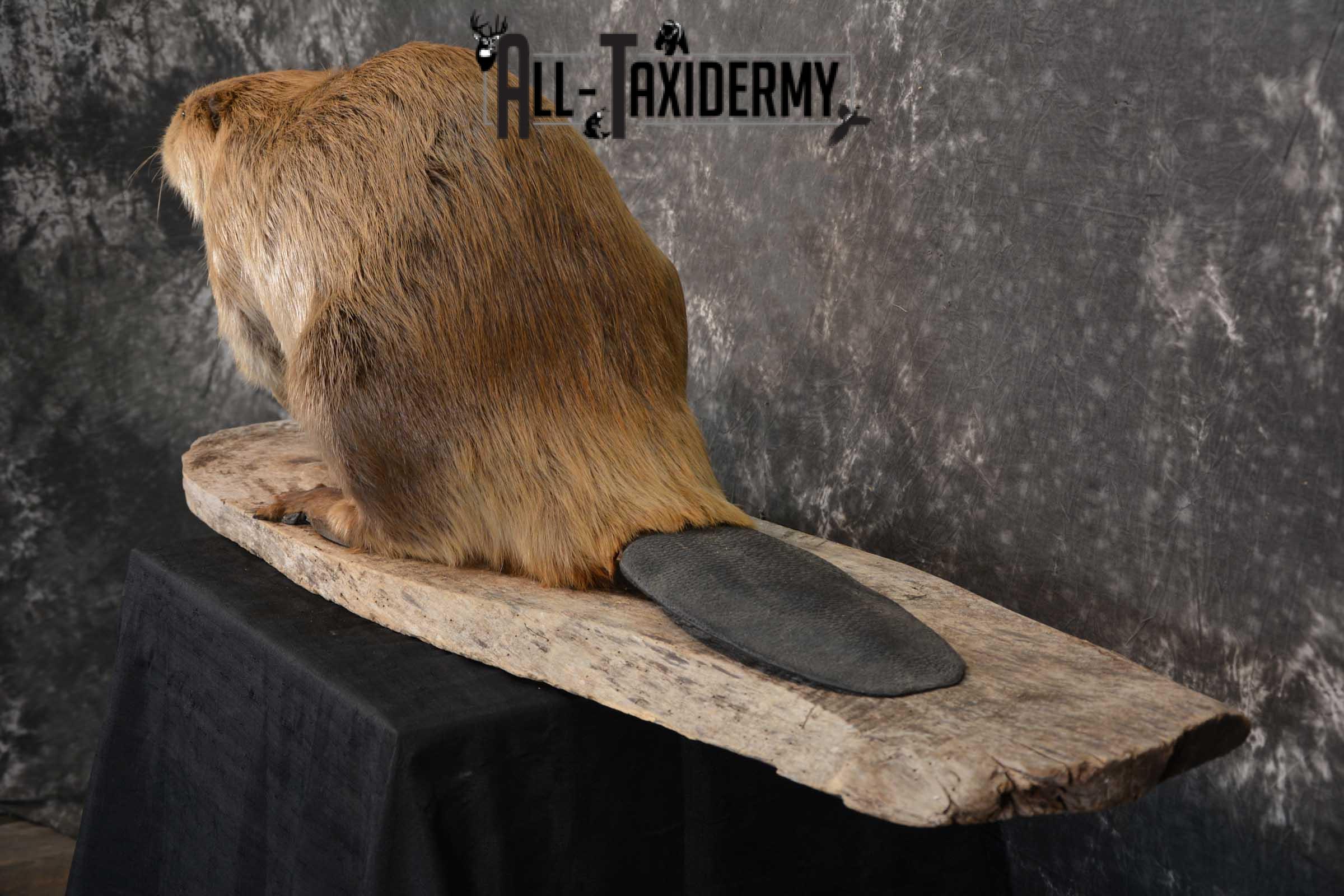Beaver Taxidermy Full Body Mount SKU 1590 - Image 6