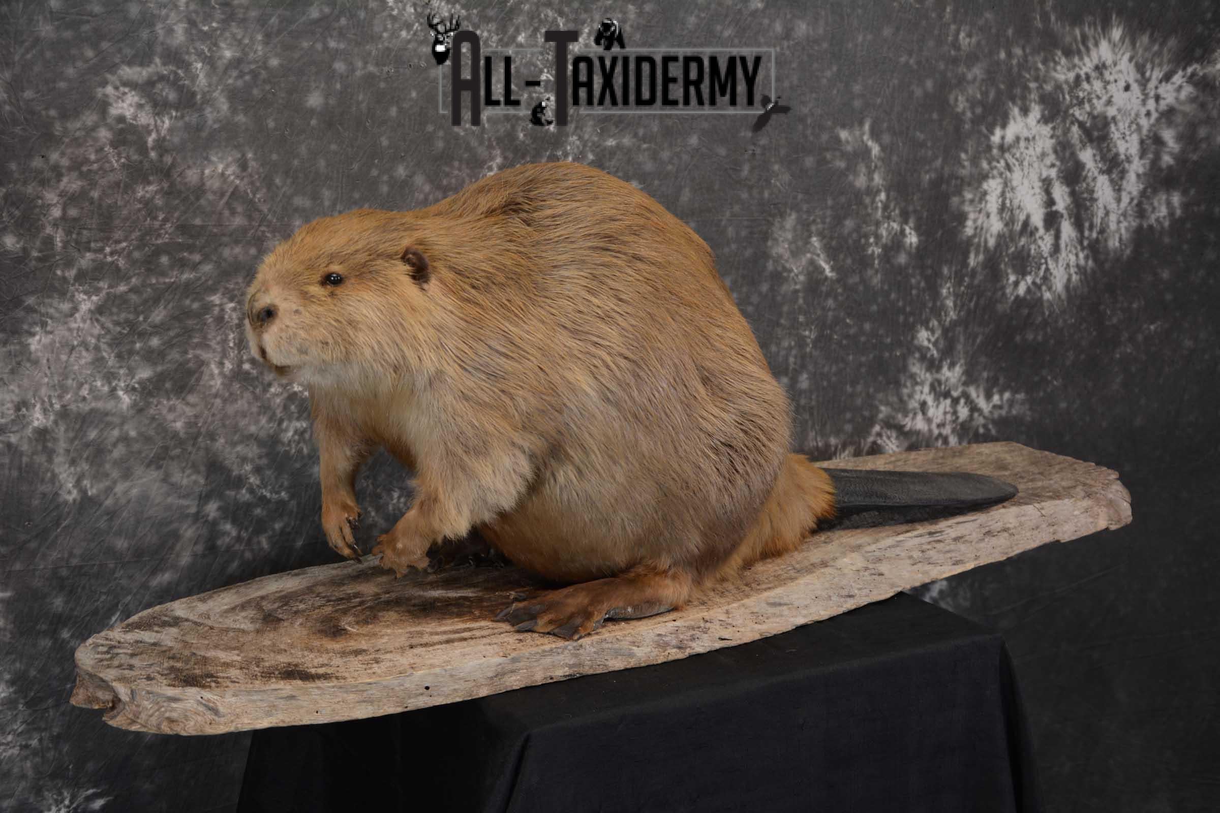 Beaver Taxidermy Full Body Mount SKU 1590 - Image 5