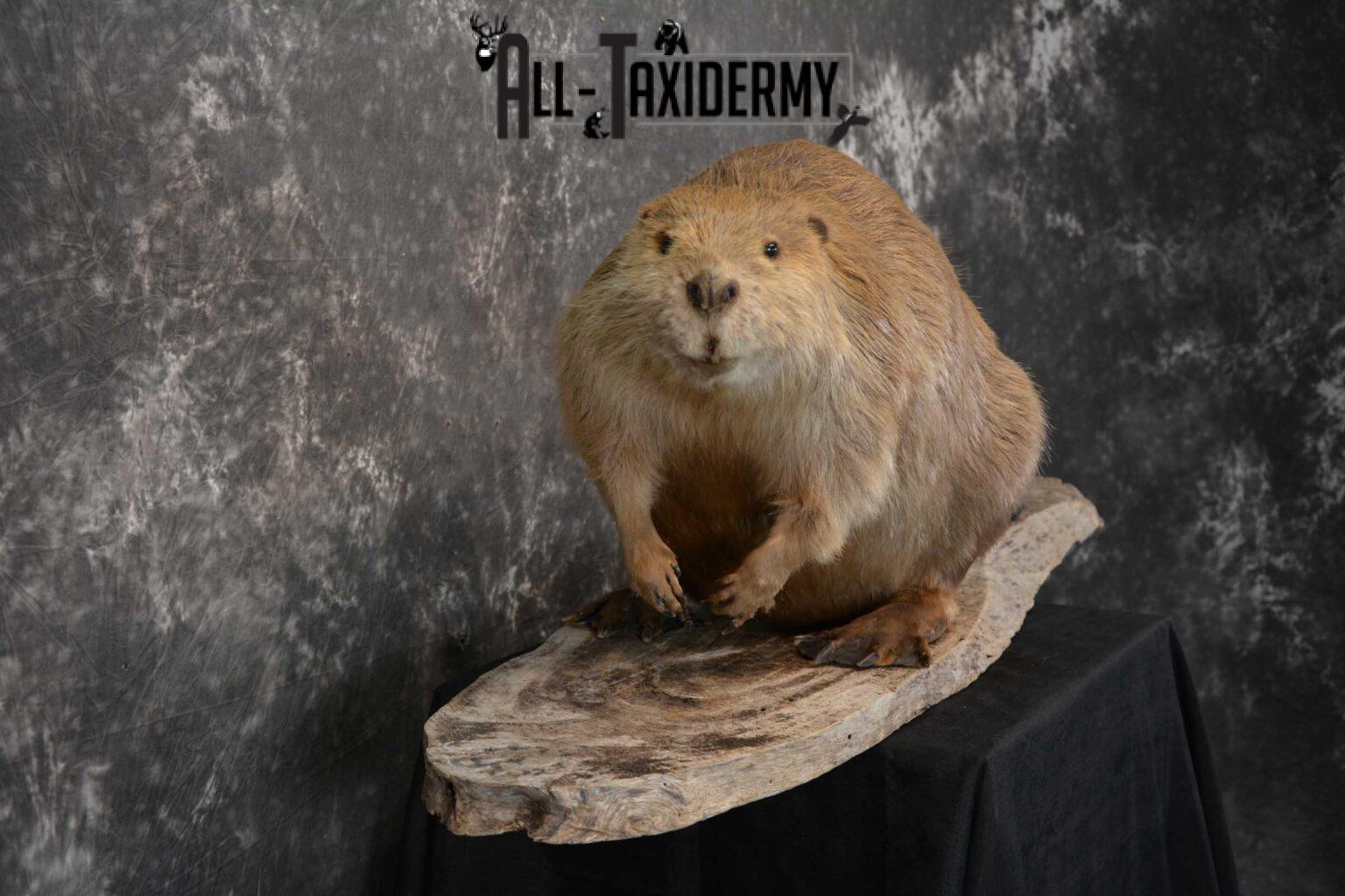 beaver taxidermy mounts