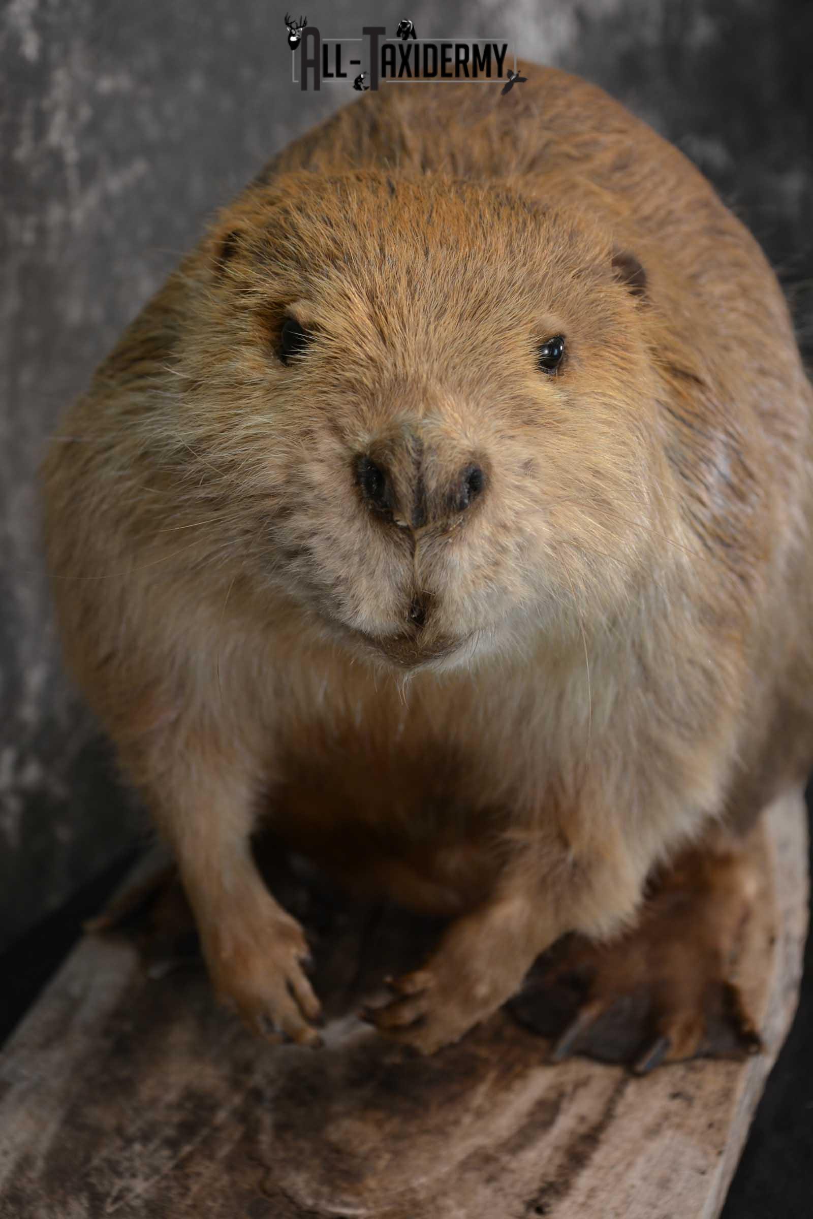 Beaver Taxidermy Full Body Mount SKU 1590 - Image 3