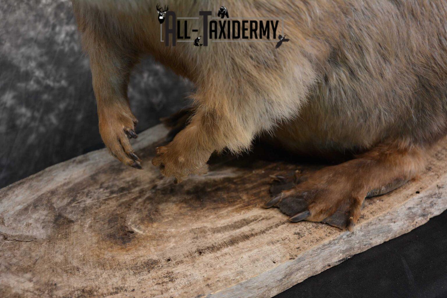 beaver taxidermy mounts