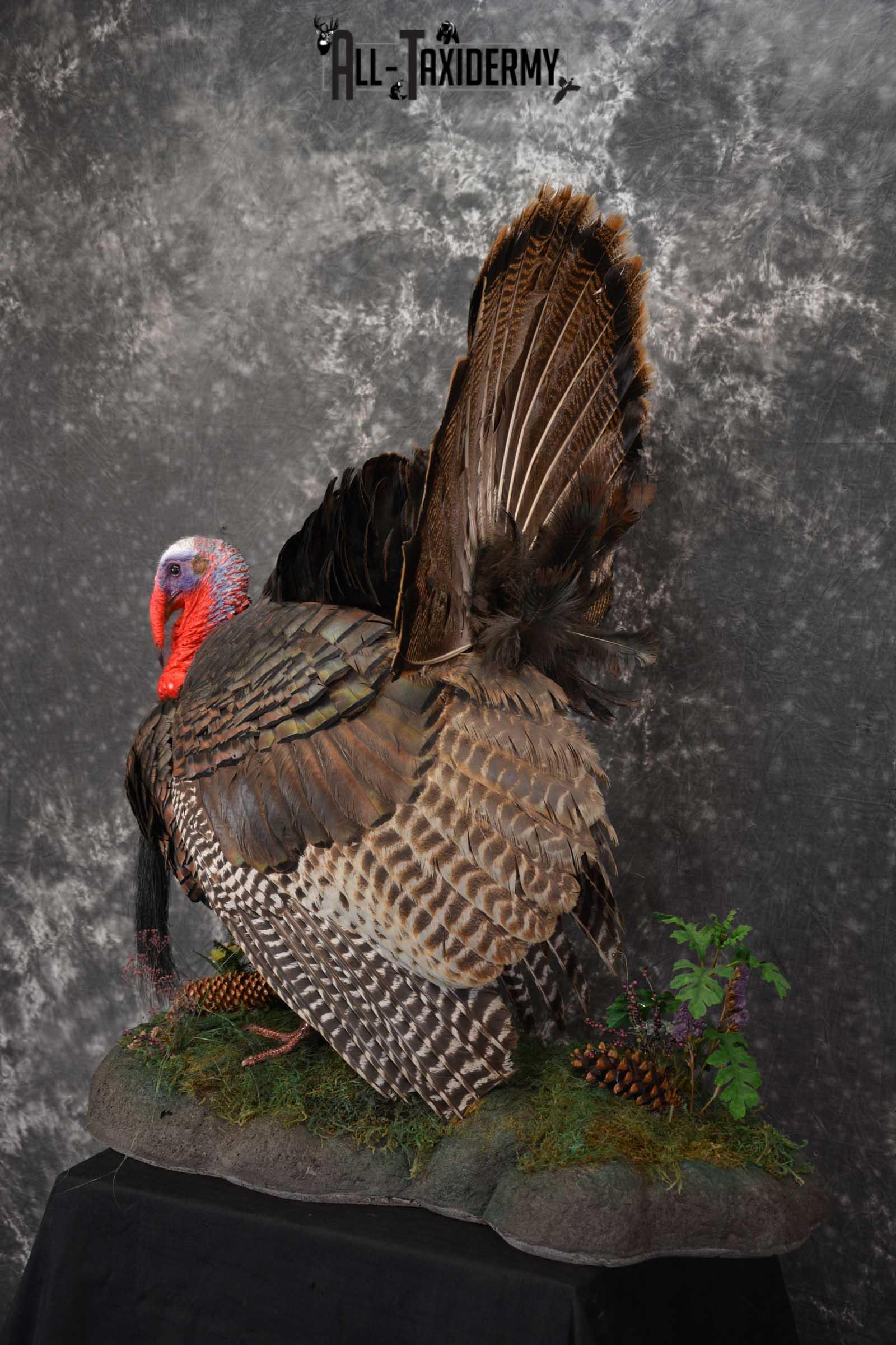 Eastern Turkey Taxidermy Full Strut Mount SKU 1603 - Image 7