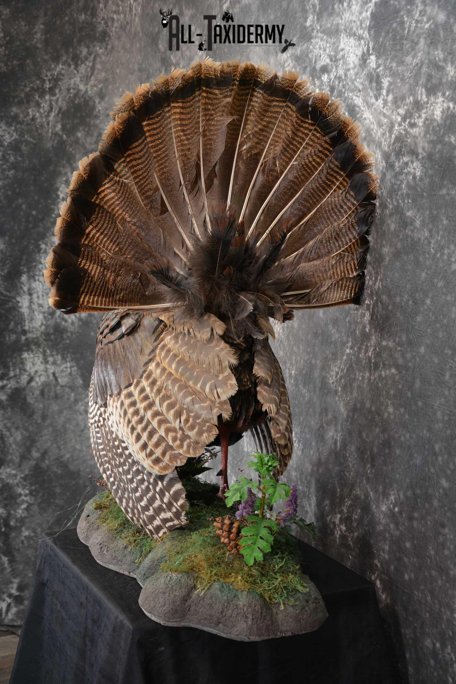 Eastern Turkey Taxidermy Full Strut Mount SKU 1603 - Image 6