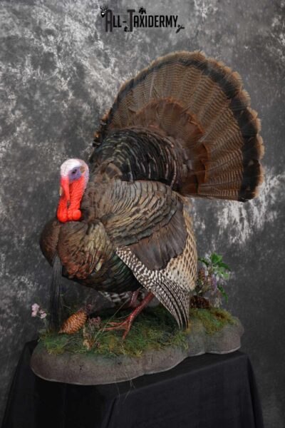 Eastern Turkey Taxidermy Full Strut Mount SKU 1603