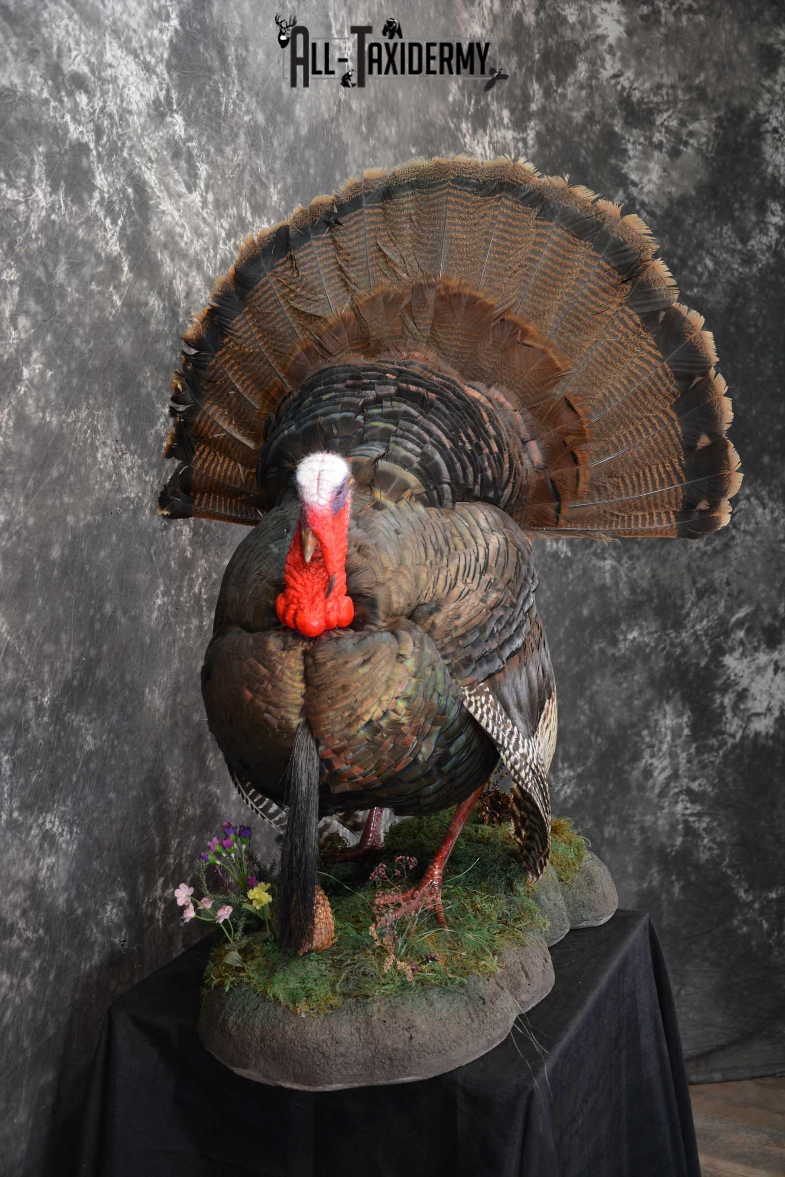 Eastern Turkey Taxidermy Full Strut Mount SKU 1603 - Image 5