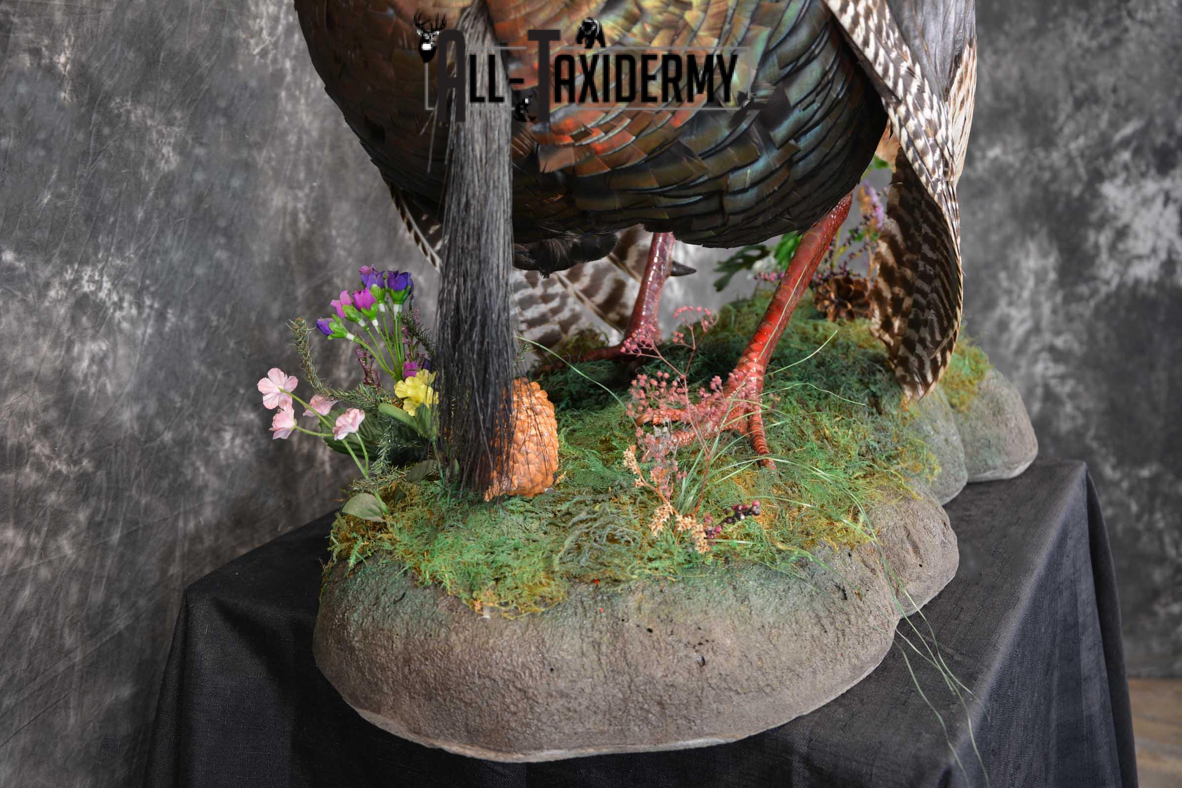 Eastern Turkey Taxidermy Full Strut Mount SKU 1603 - Image 4