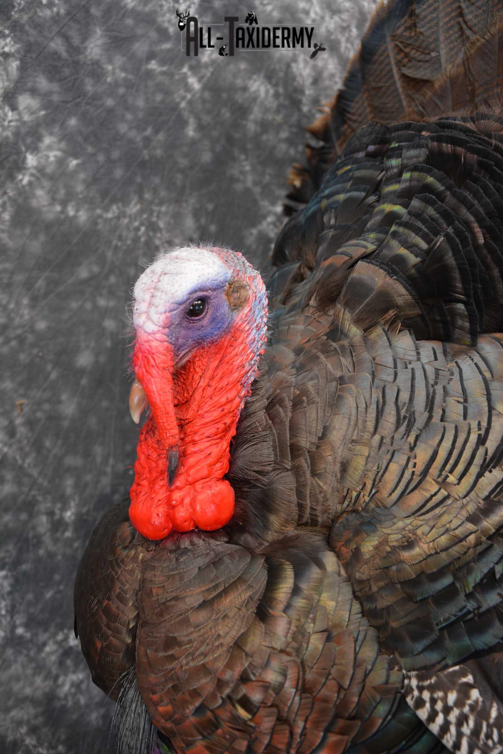 Eastern Turkey Taxidermy Full Strut Mount SKU 1603 - Image 3