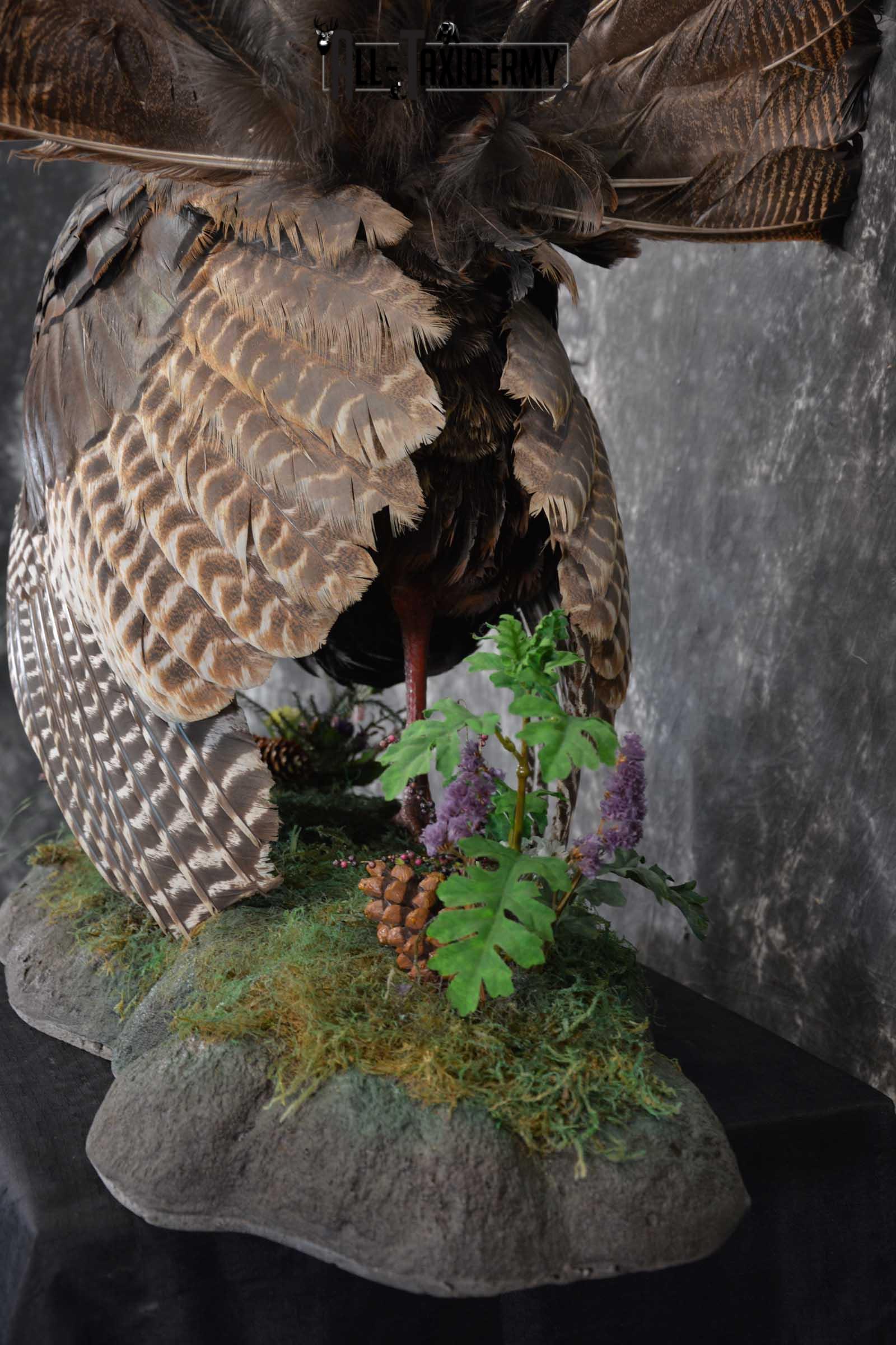 Eastern Turkey Taxidermy Full Strut Mount SKU 1603 - Image 2