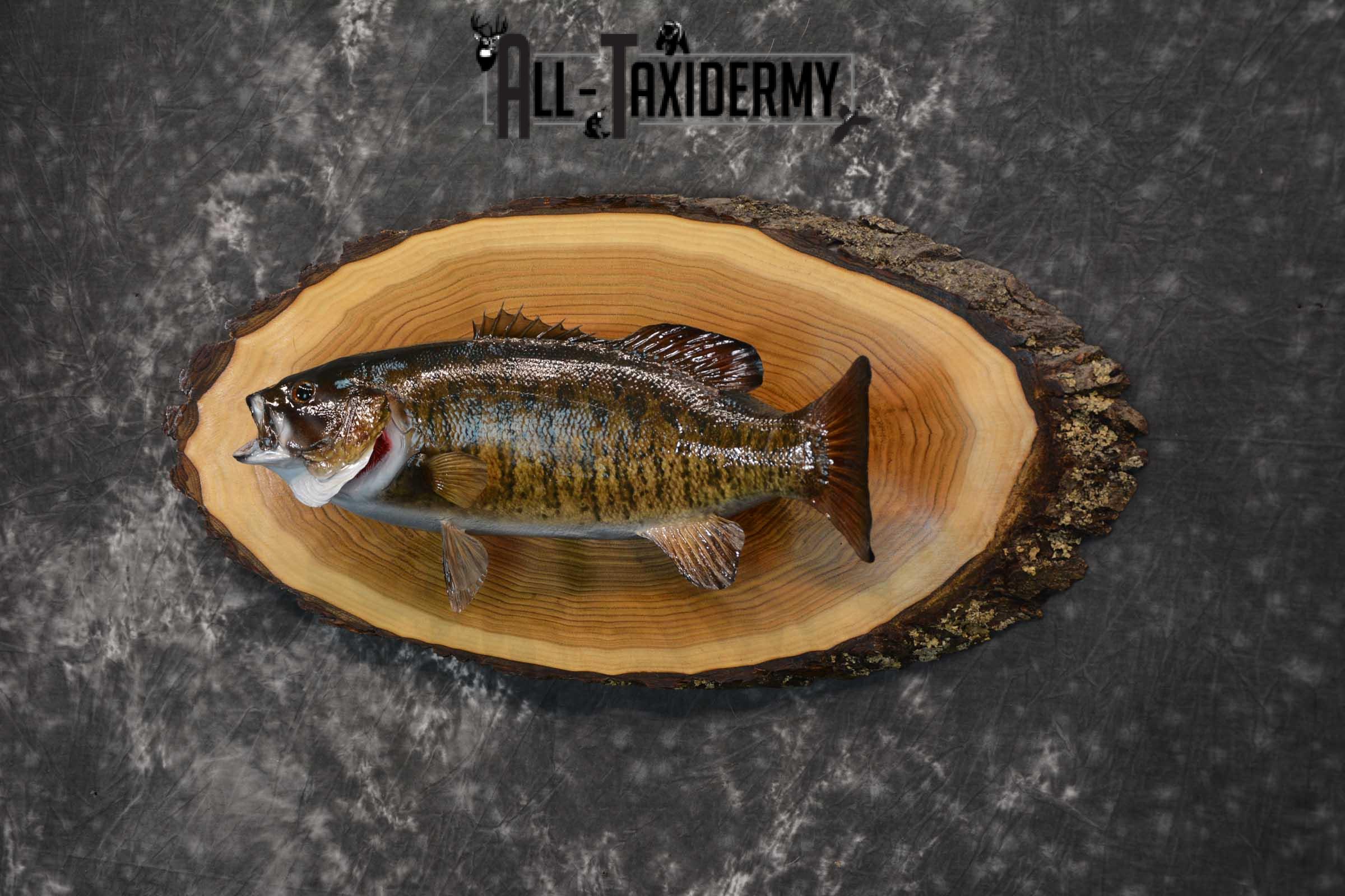 Small Mouth Bass Taxidermy skin mount on hardwood slab SKU 1608 - Image 5