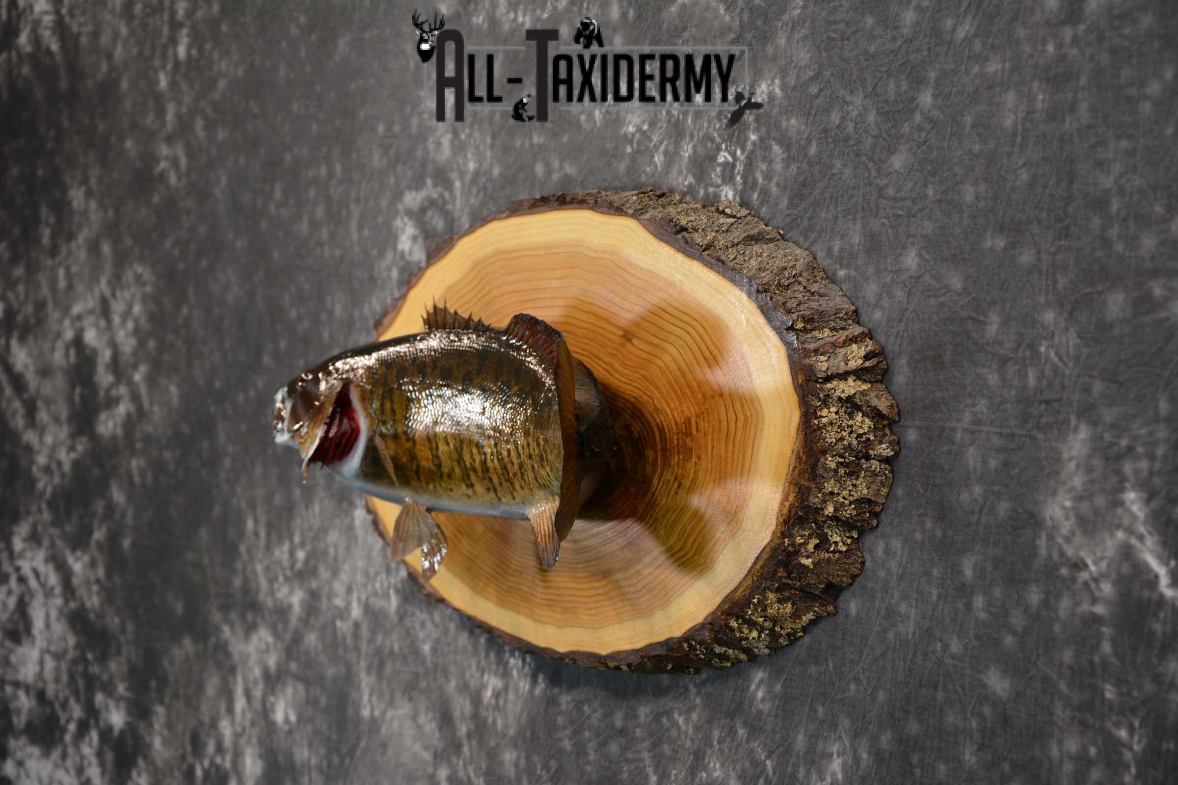 Small Mouth Bass Taxidermy skin mount on hardwood slab SKU 1608 - Image 4