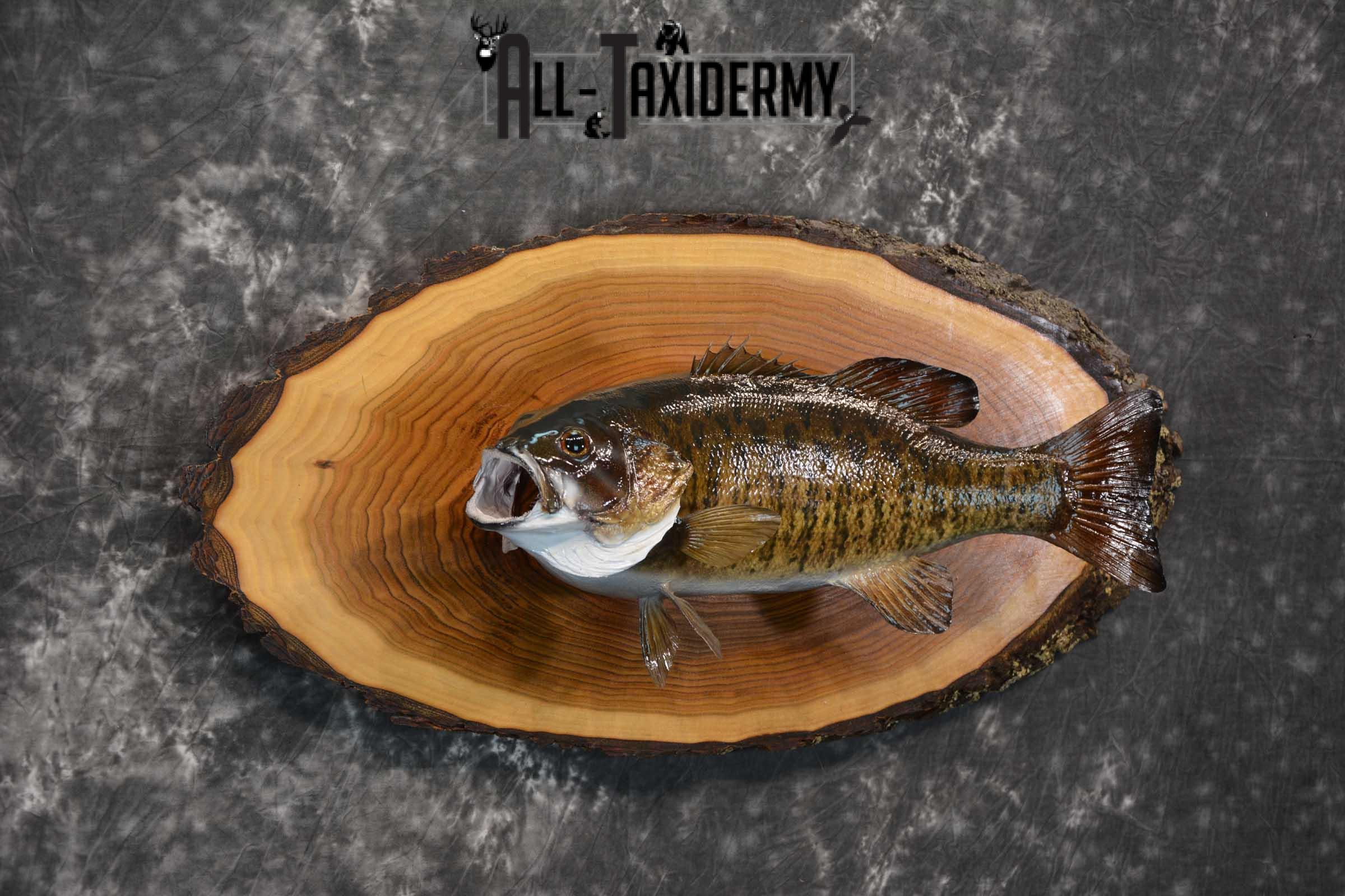 Small Mouth Bass Taxidermy skin mount on hardwood slab SKU 1608 - Image 3