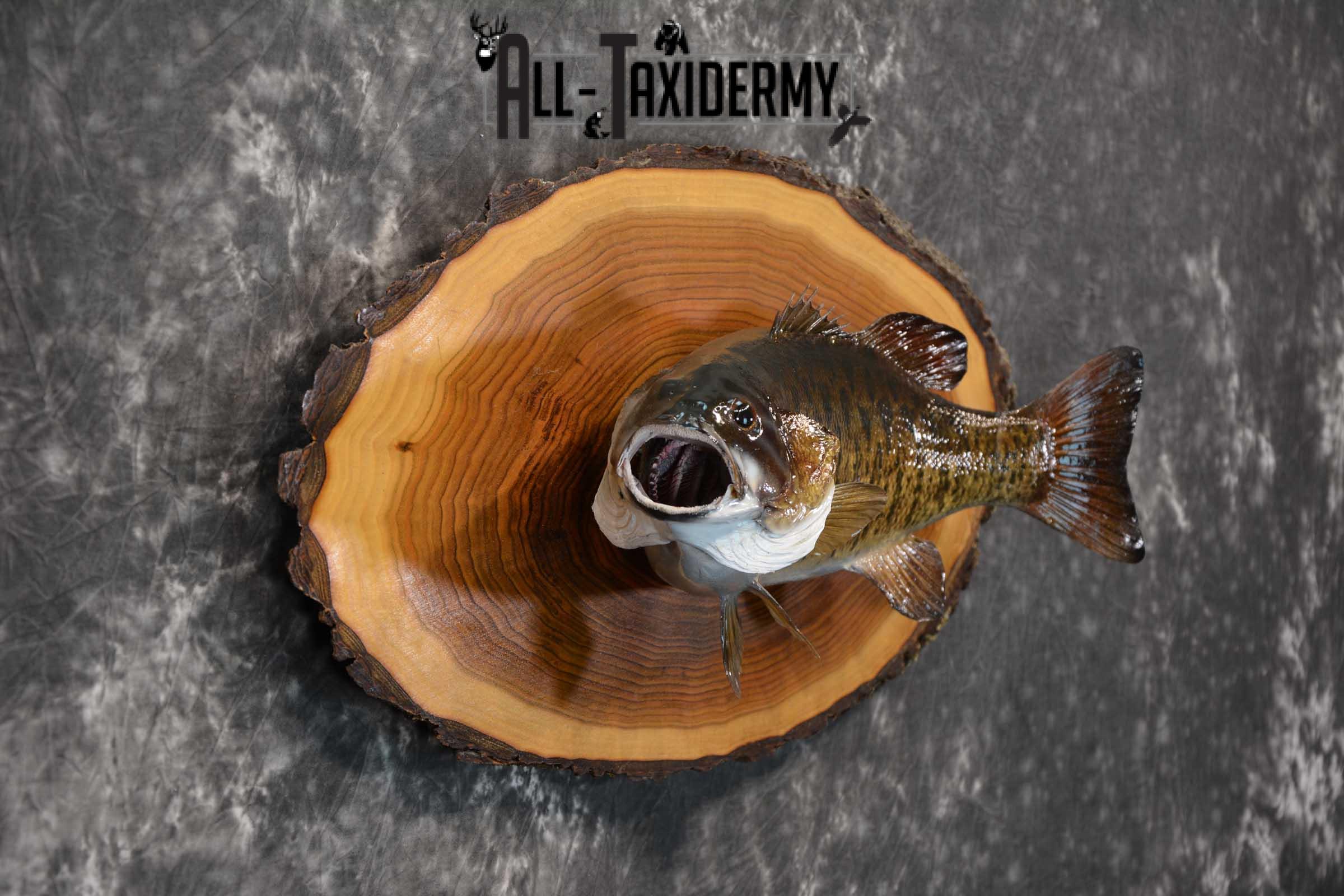 Small Mouth Bass Taxidermy skin mount on hardwood slab SKU 1608 - Image 2