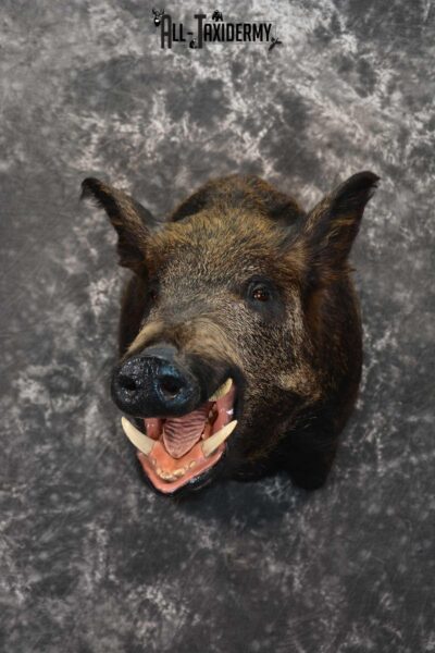 Wild Boar Taxidermy Shoulder Mount for Sale SKU 1607
