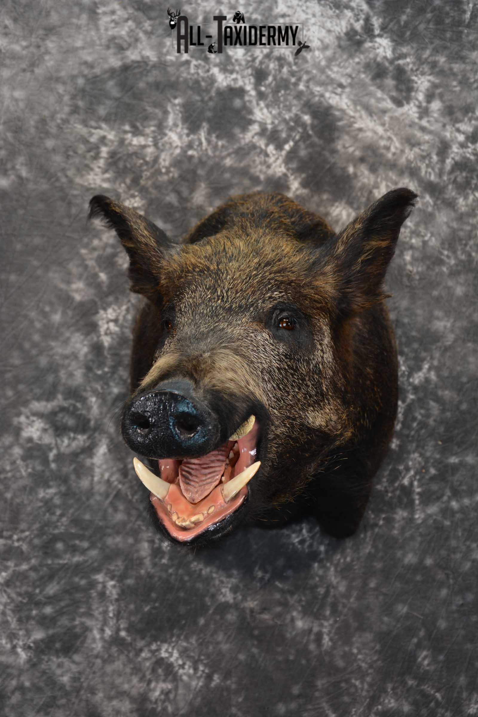 Wild Boar Taxidermy Shoulder Mount for Sale SKU 1607