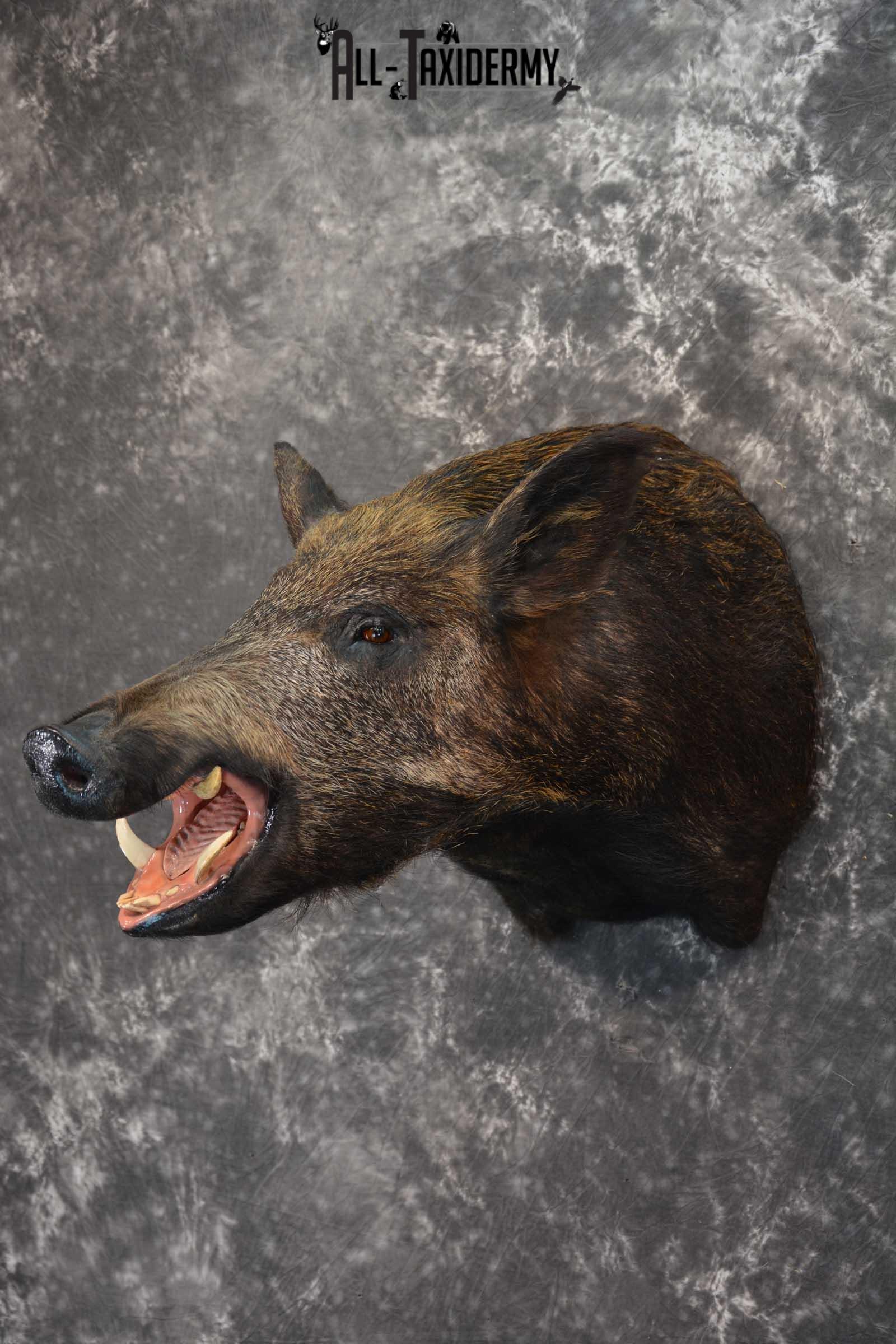 Wild Boar Taxidermy Shoulder Mount for Sale SKU 1607 - Image 8