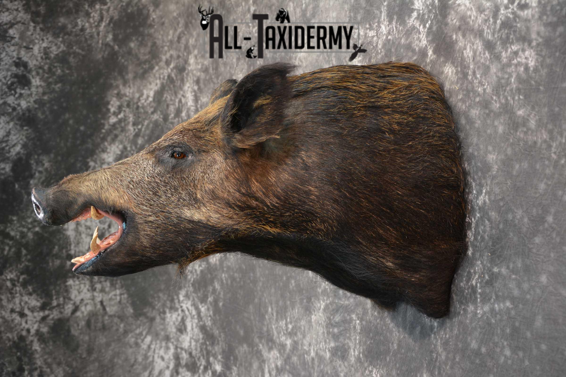 Wild Boar Taxidermy Shoulder Mount for Sale SKU 1607 - Image 7