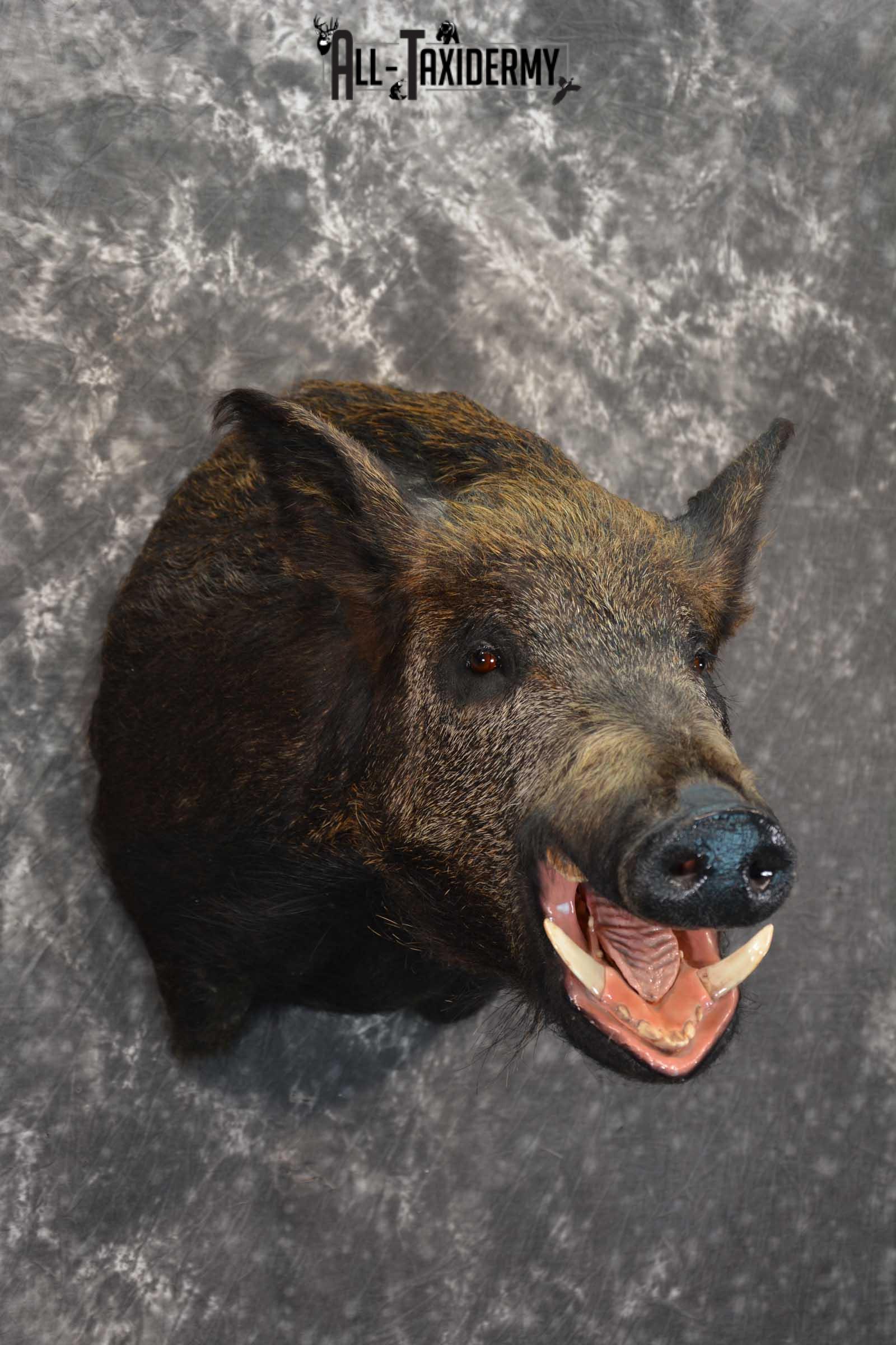 Wild Boar Taxidermy Shoulder Mount for Sale SKU 1607 - Image 6