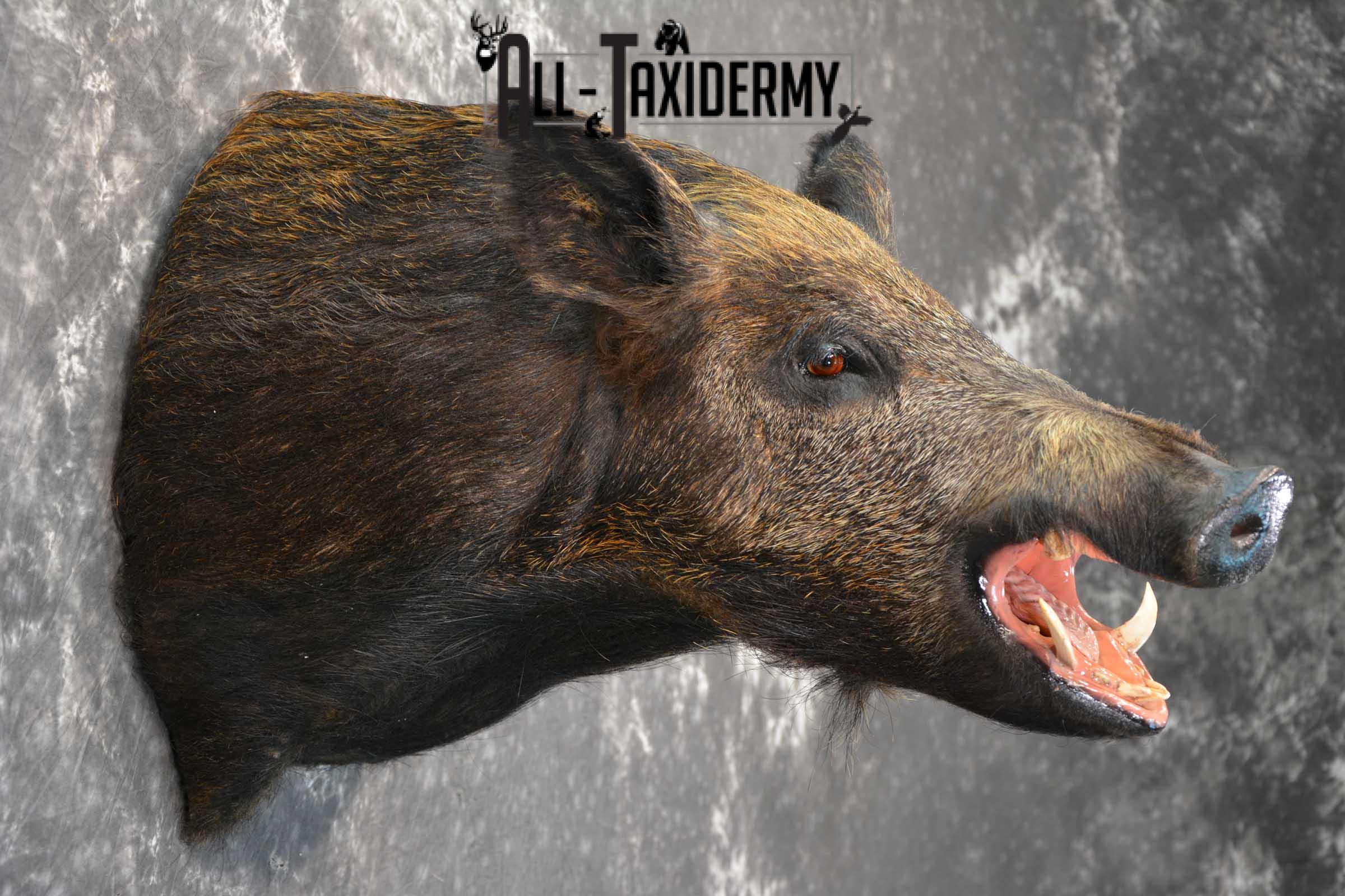 Wild Boar Taxidermy Shoulder Mount for Sale SKU 1607 - Image 5
