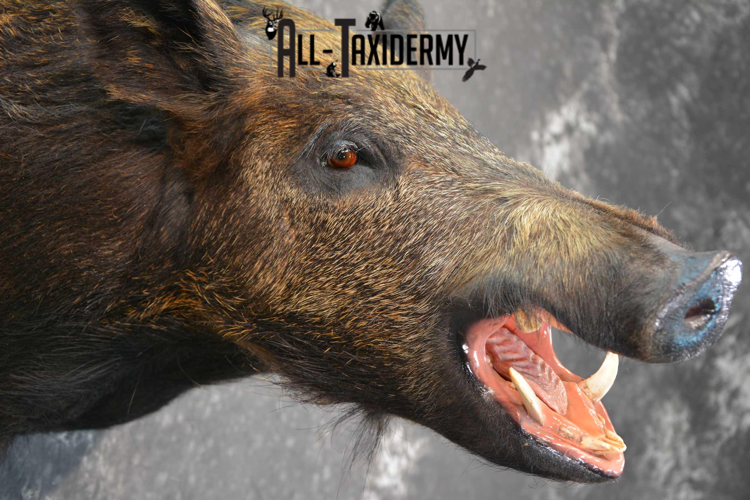 Wild Boar Taxidermy Shoulder Mount for Sale SKU 1607 - Image 4