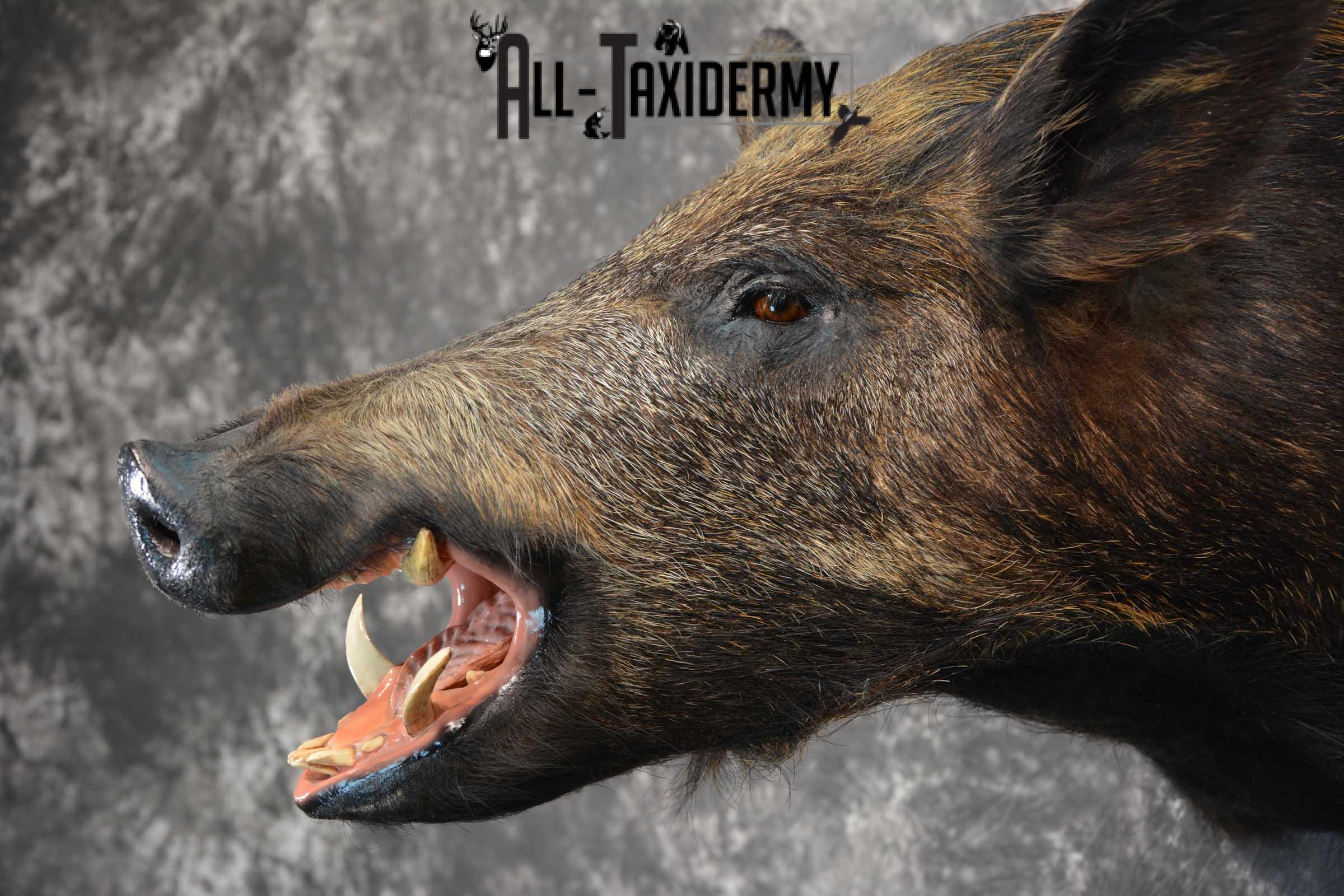 Wild Boar Taxidermy Shoulder Mount for Sale SKU 1607 - Image 3