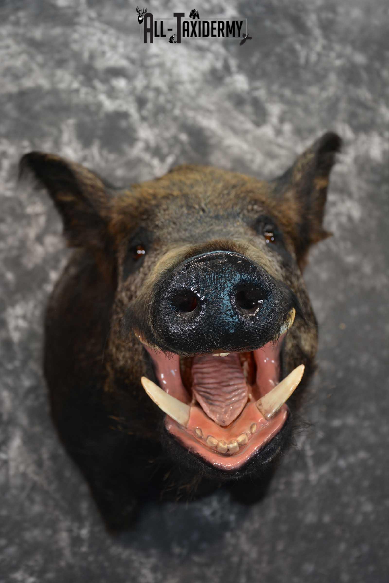 Wild Boar Taxidermy Shoulder Mount for Sale SKU 1607 - Image 2