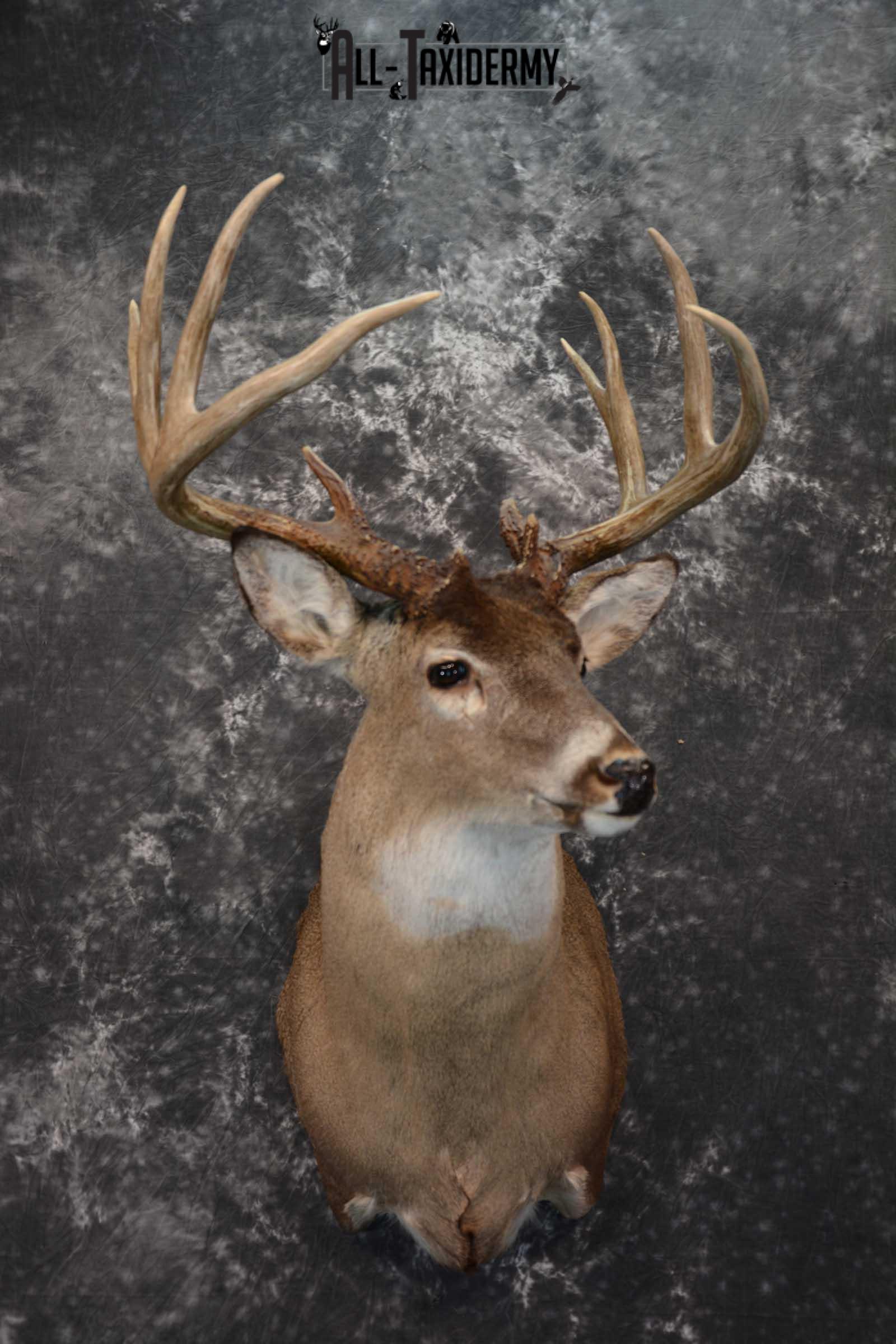 Whitetail Deer Taxidermy shoulder mount for sale SKU 1604